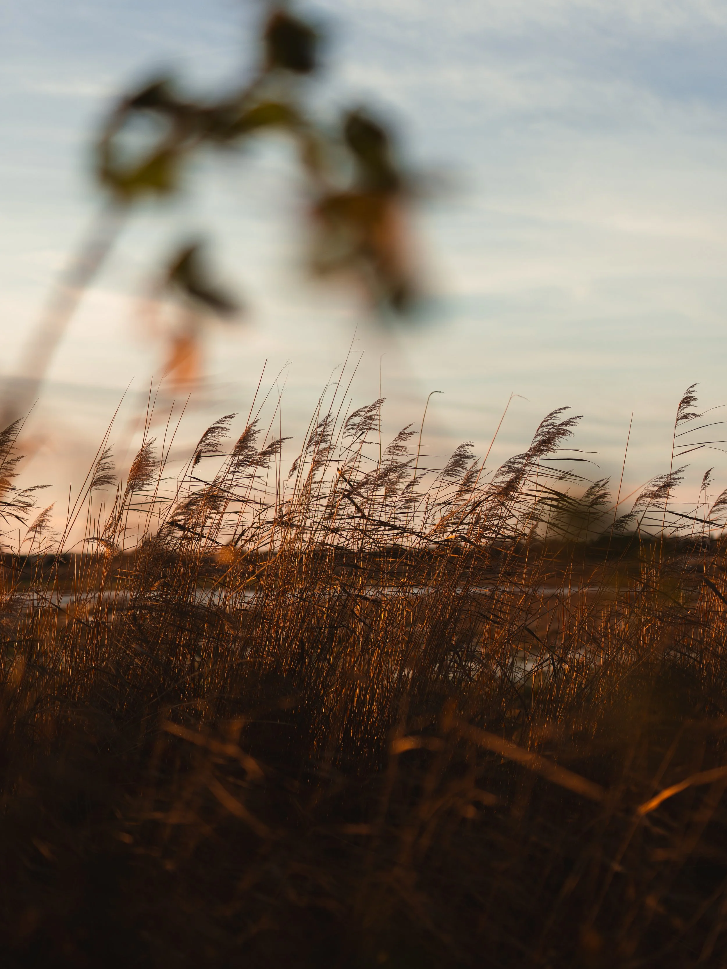 Close-up of tall grass and plants during sunset with a blurred background of the sky and horizon.