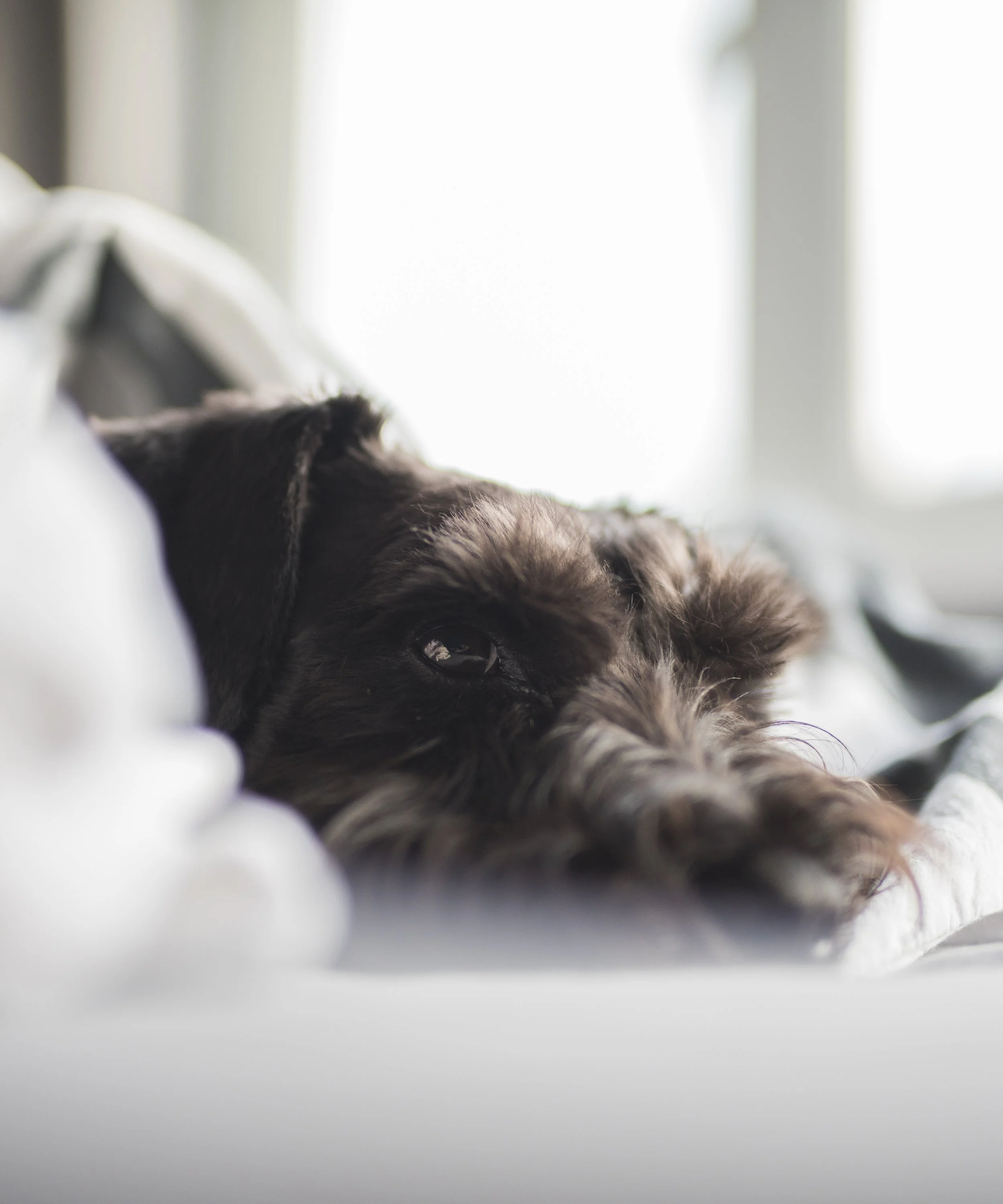 A close-up of a dark-colored dog lying down on a bed, partially covered by white bedding, with a soft focus background of a bright window.