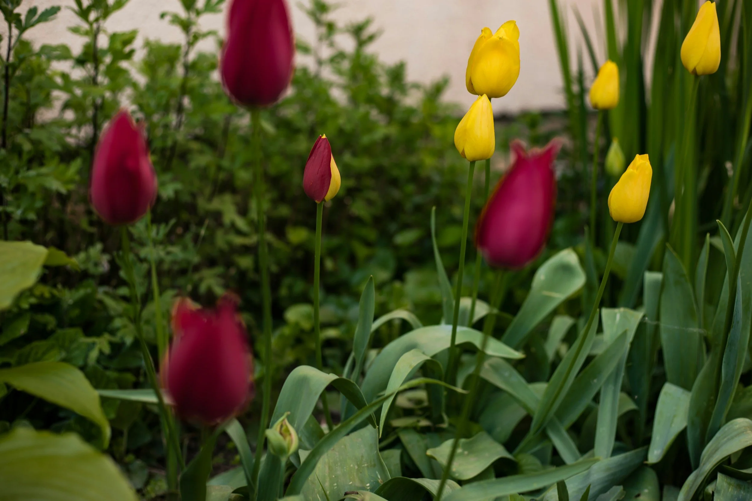 A garden bed with pink and yellow tulips among green leaves and grass