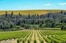 Washington State Wine Dinner
