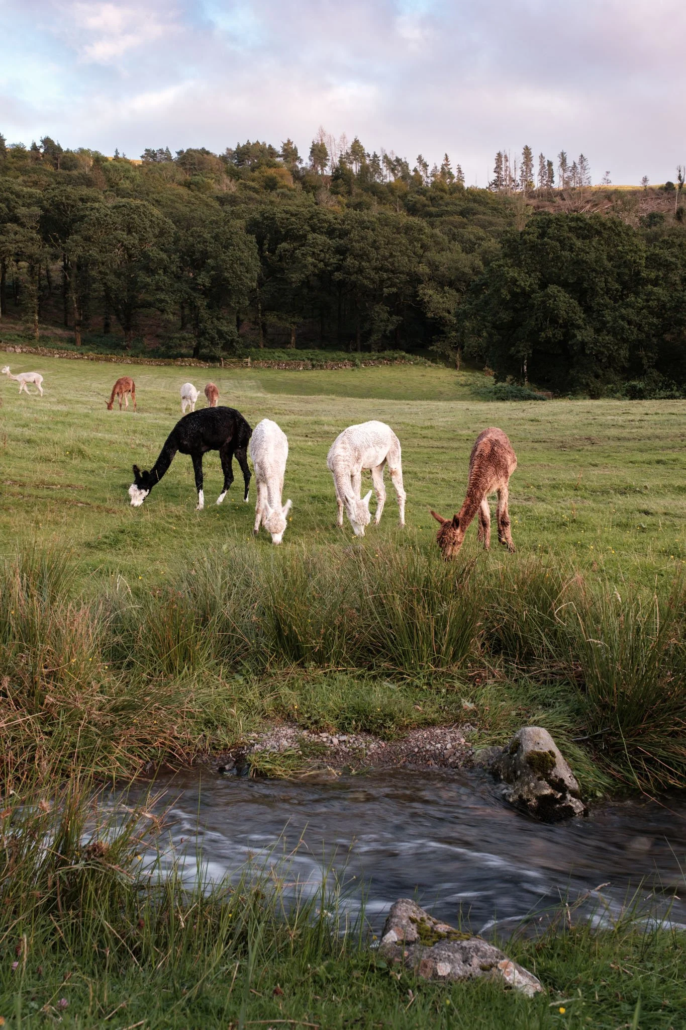 Lake District - Des lamas broutant dans un pré verdoyant près d'une petite rivière, avec une forêt en arrière-plan et un ciel partiellement nuageux.  Reportage outdoor, mise en valeur du territoire et tourisme durable par Guillaume Donsimoni.