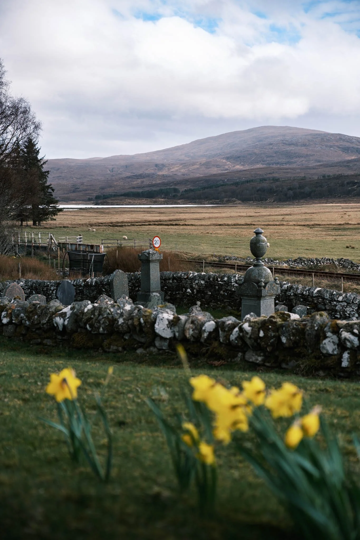 Highland - Scotland - Paysage avec montagnes en arrière-plan, un champ, et des fleurs jaunes au premier plan.
