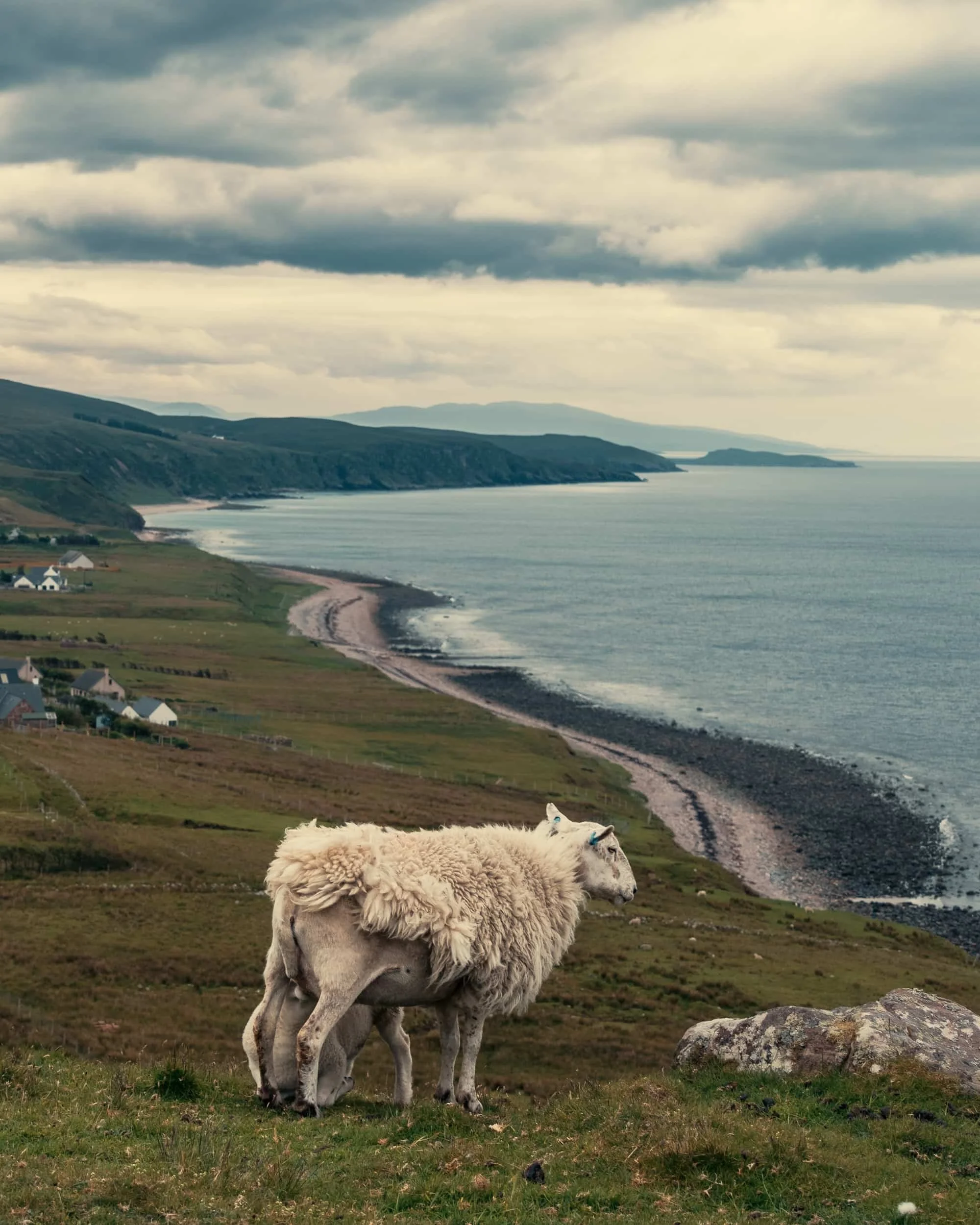 Asset visuel écotourisme : moutons en bord de mer, Highlands écossais.