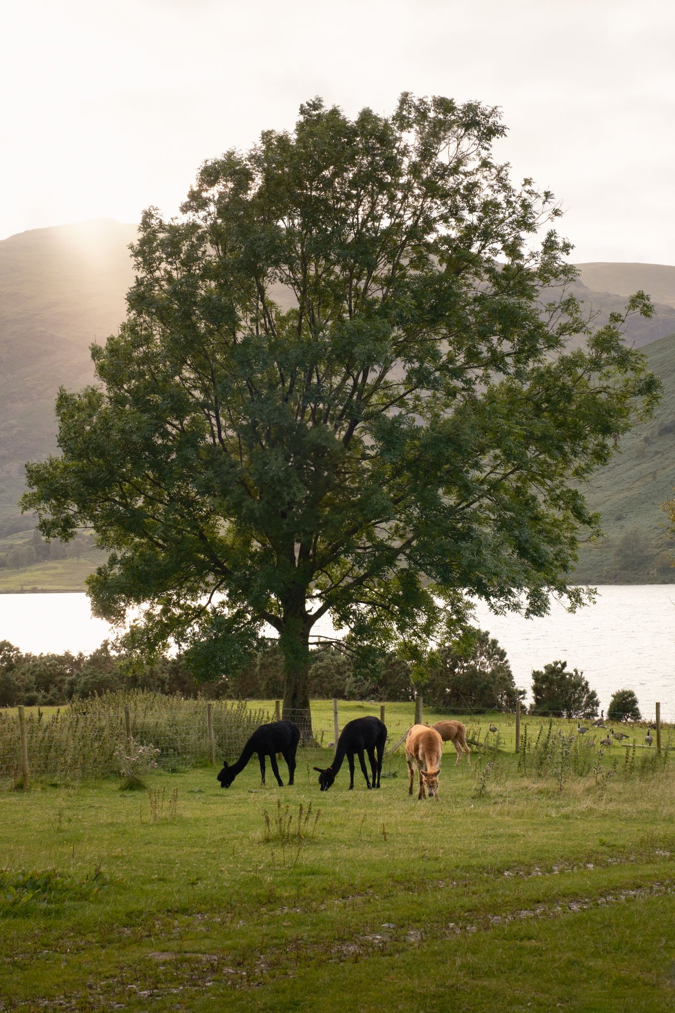 Lake District - Des chevaux broutant de l'herbe verte dans un champ avec un grand arbre et un lac en arrière-plan, montagnes en arrière-plan.  Reportage outdoor, mise en valeur du territoire et tourisme durable par Guillaume Donsimoni.