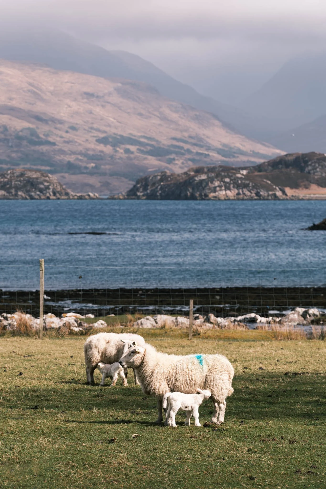 Highland - Scotland - Paysage de montagne avec un Loch, au premier plan, de la ferme avec des moutons blancs, un enclos en pierre et un terrain herbeux.