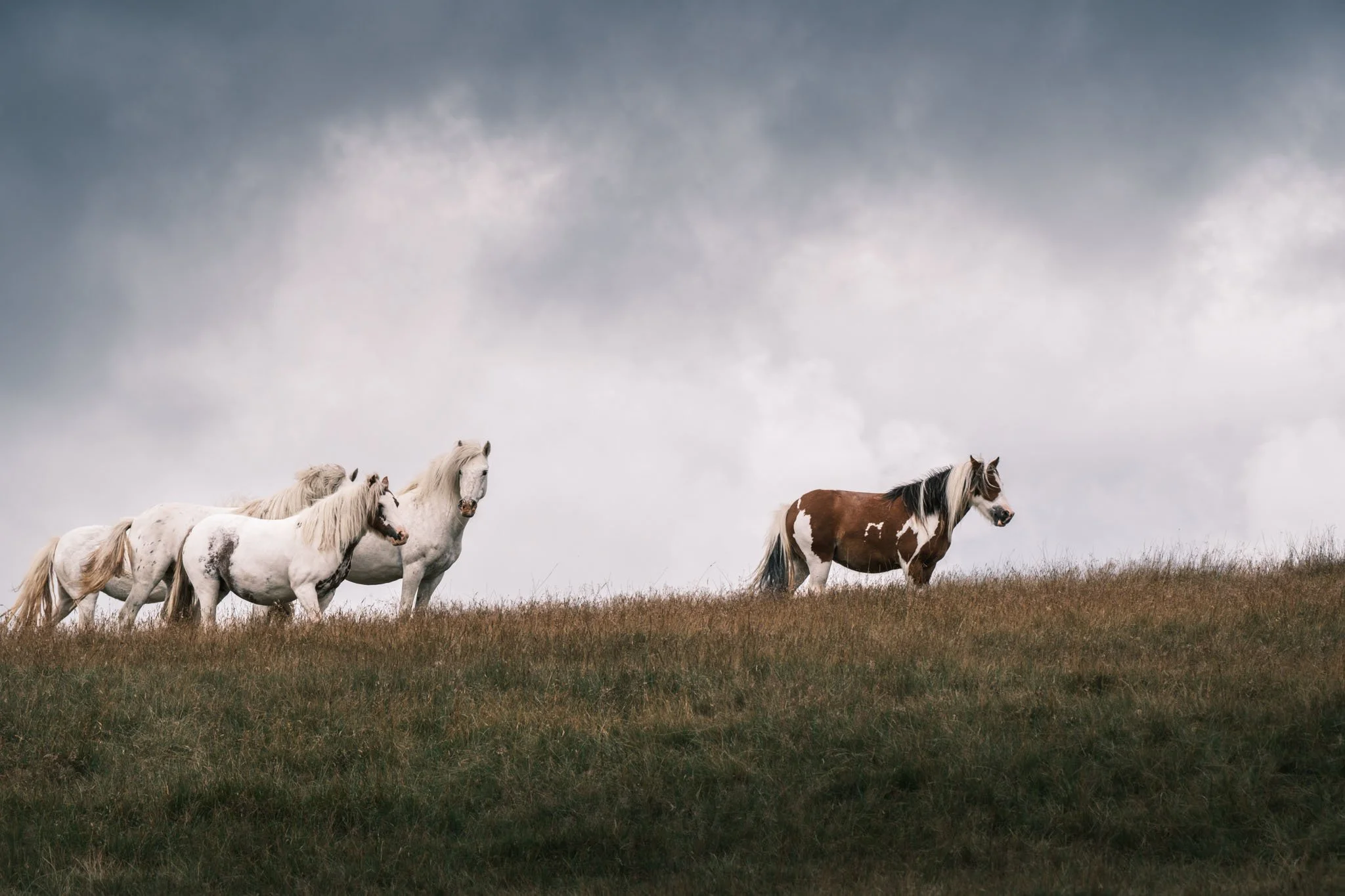 Wales: A landscape of the Brecon Beacons, featuring wild horses. Outdoor photography, territorial promotion, and sustainable tourism by Guillaume Donsimoni.