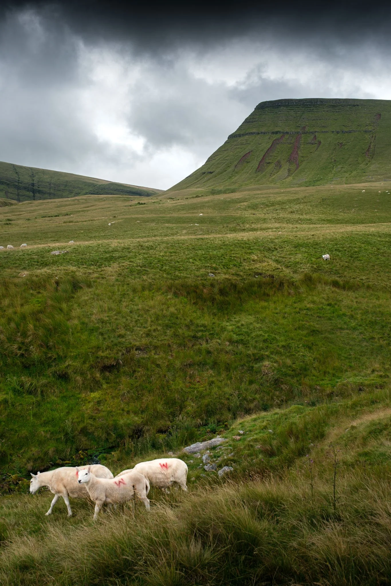 Wales: Three white sheep set against the backdrop of the Brecon Beacons mountains. Outdoor photography, territorial promotion, and sustainable tourism by Guillaume Donsimoni.