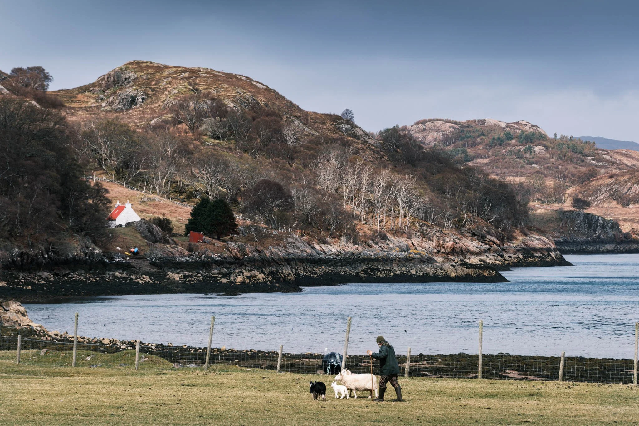 Highland - Scotland - Paysage côtier avec des collines de végétation et un bâtiment blanc à toit rouge près de la côte, visible à travers une barrière en fil de fer. On voit également un homme avec des moutons dans un champ.