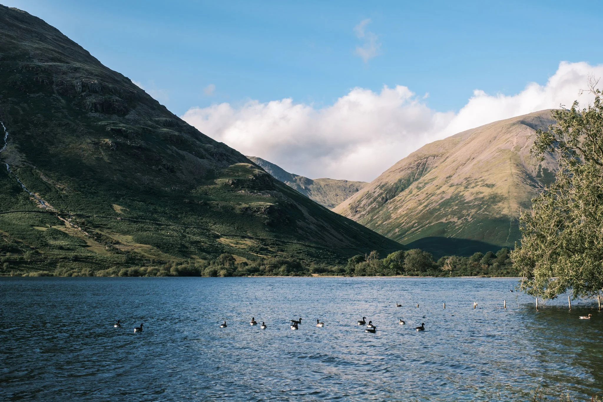 Lake District - Lac entouré de montagnes verdoyantes avec des oiseaux nageant à la surface de l'eau et un arbre sur le côté droit.  Reportage outdoor, mise en valeur du territoire et tourisme durable par Guillaume Donsimoni.