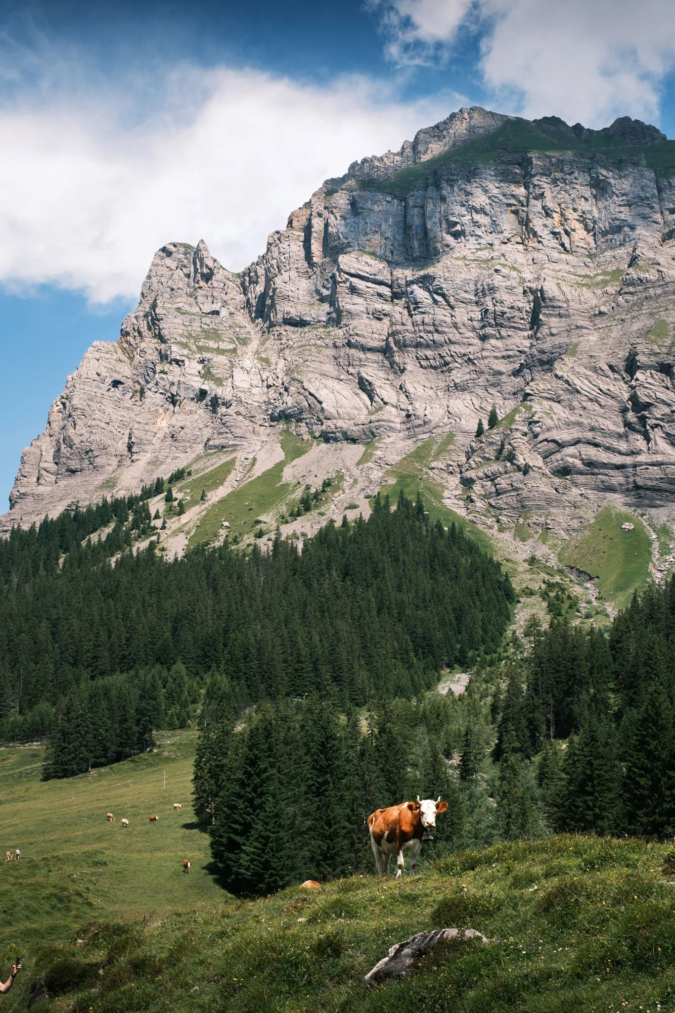 Tyrol - Un troupeau de vaches dans une prairie verdoyante entourée de forêts, avec une montagne rocheuse en arrière-plan et un ciel partiellement nuageux. Reportage outdoor, mise en valeur du territoire et tourisme durable par Guillaume Donsimoni