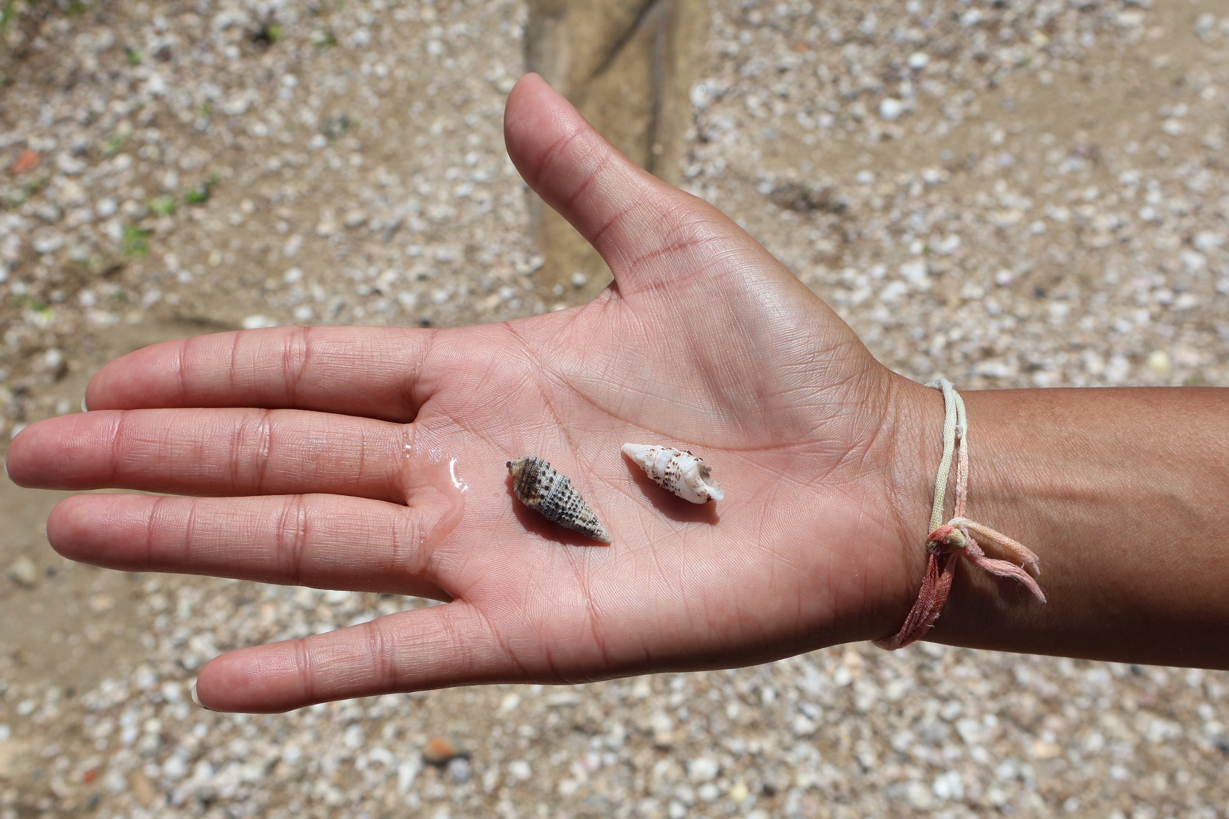 A Brazilian's hand with two seashells, one gray and one white, resting on the palm against a sandy background.