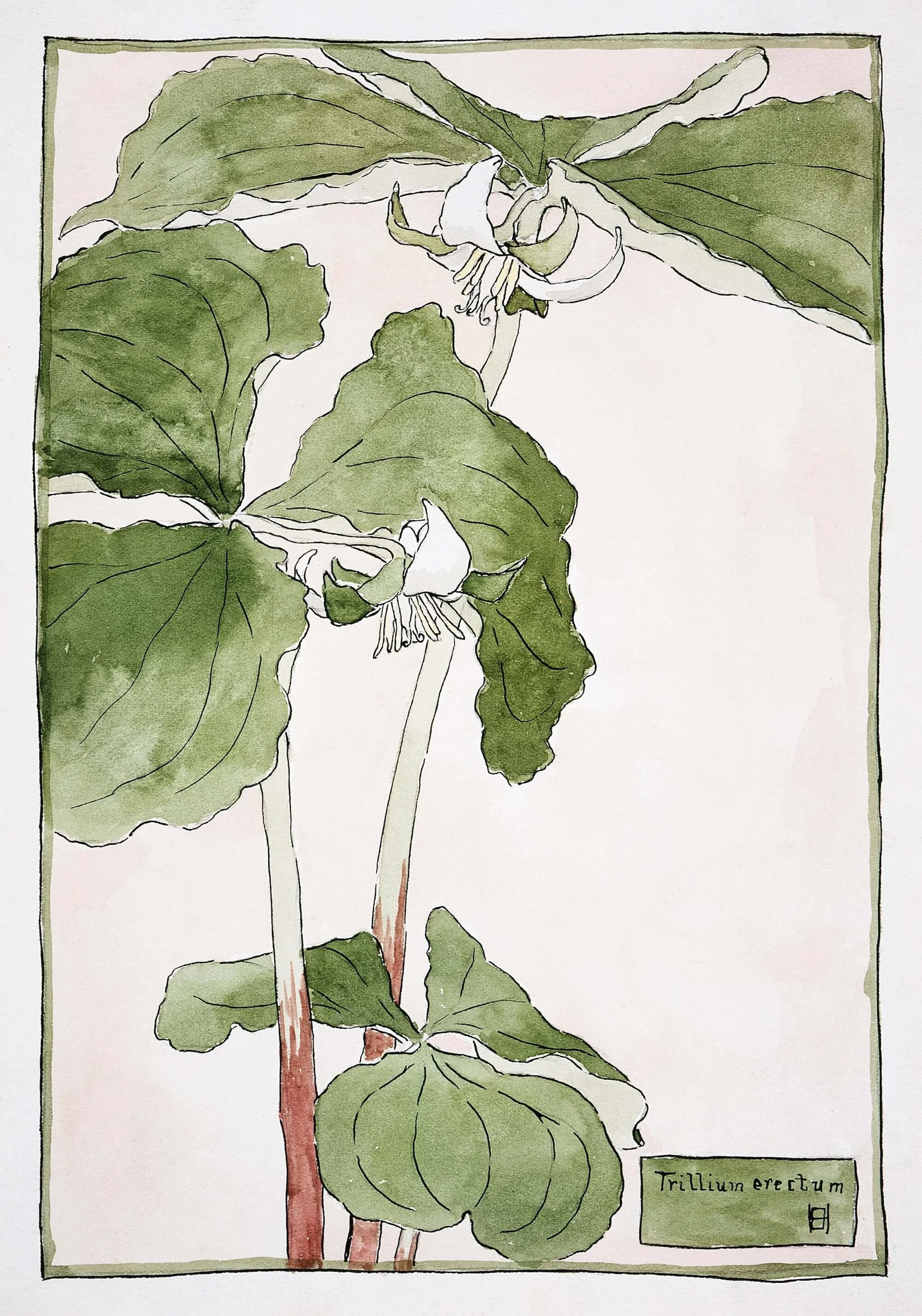 Watercolor illustration of a Trillium erectum plant with green leaves and white flowers, labeled with botanical name in a small box.