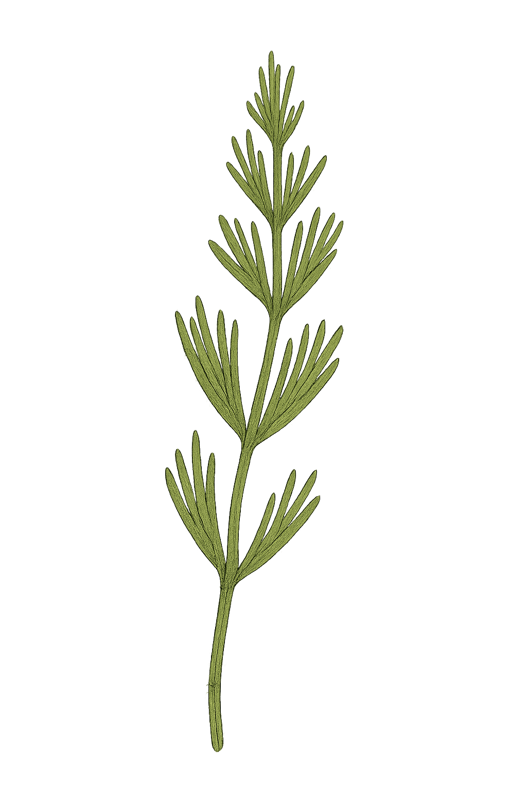 A sprig of fresh rosemary with green, needle-like leaves.