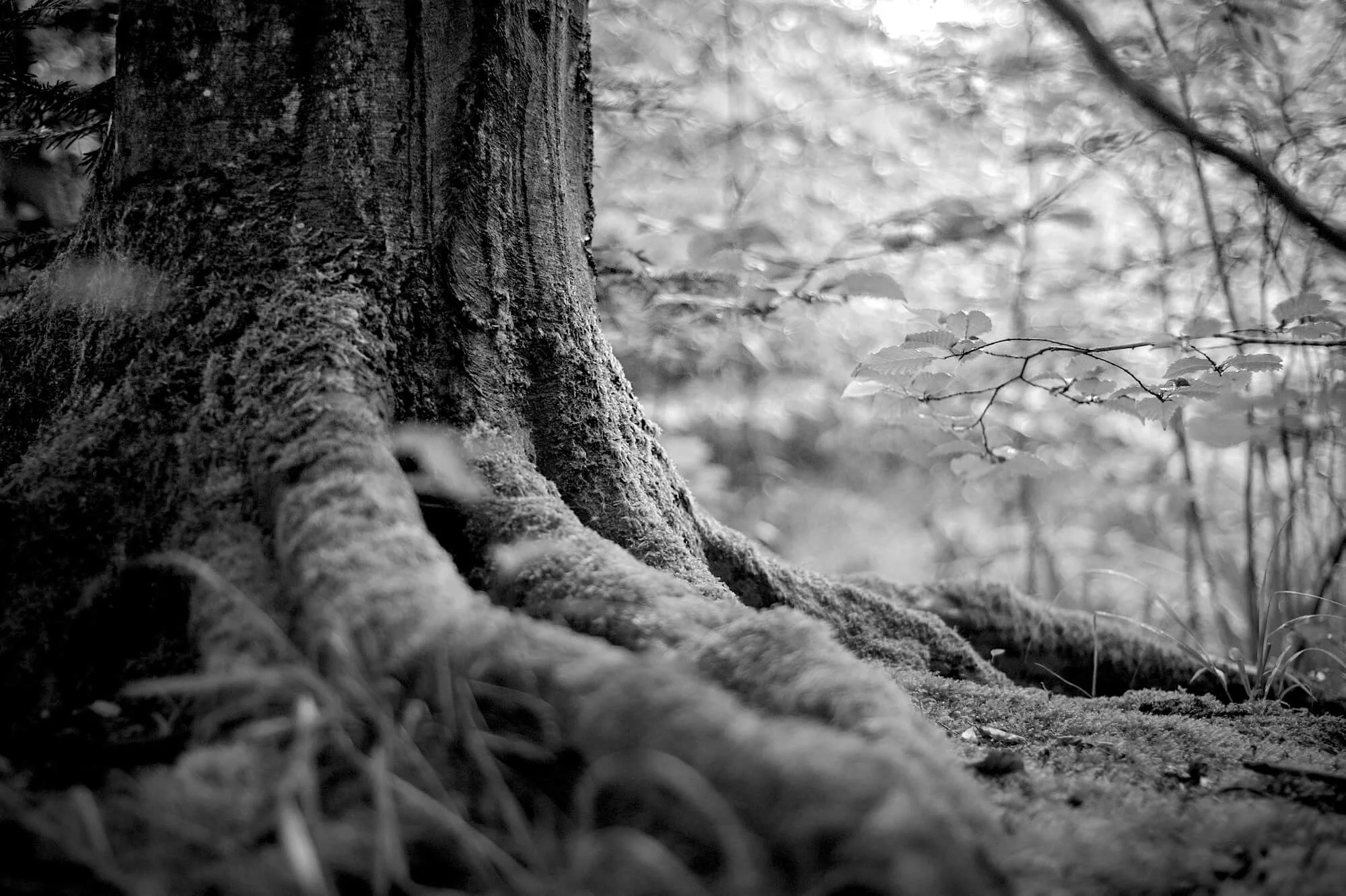 forest-tree-mossy-trunk-roots