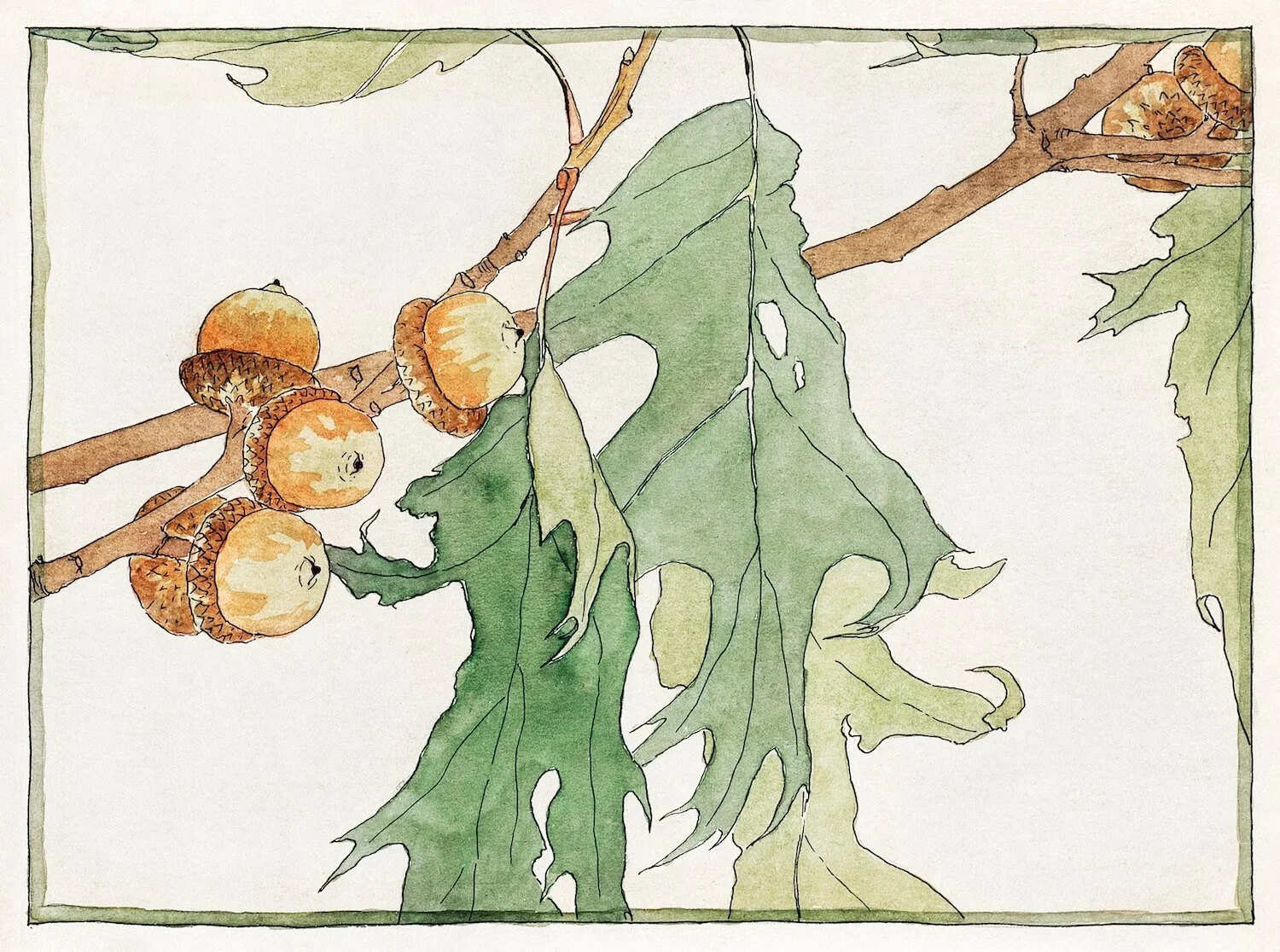 Watercolor illustration of a branch with green leaves and multiple acorns, some still in the cap, some without, against a light background.