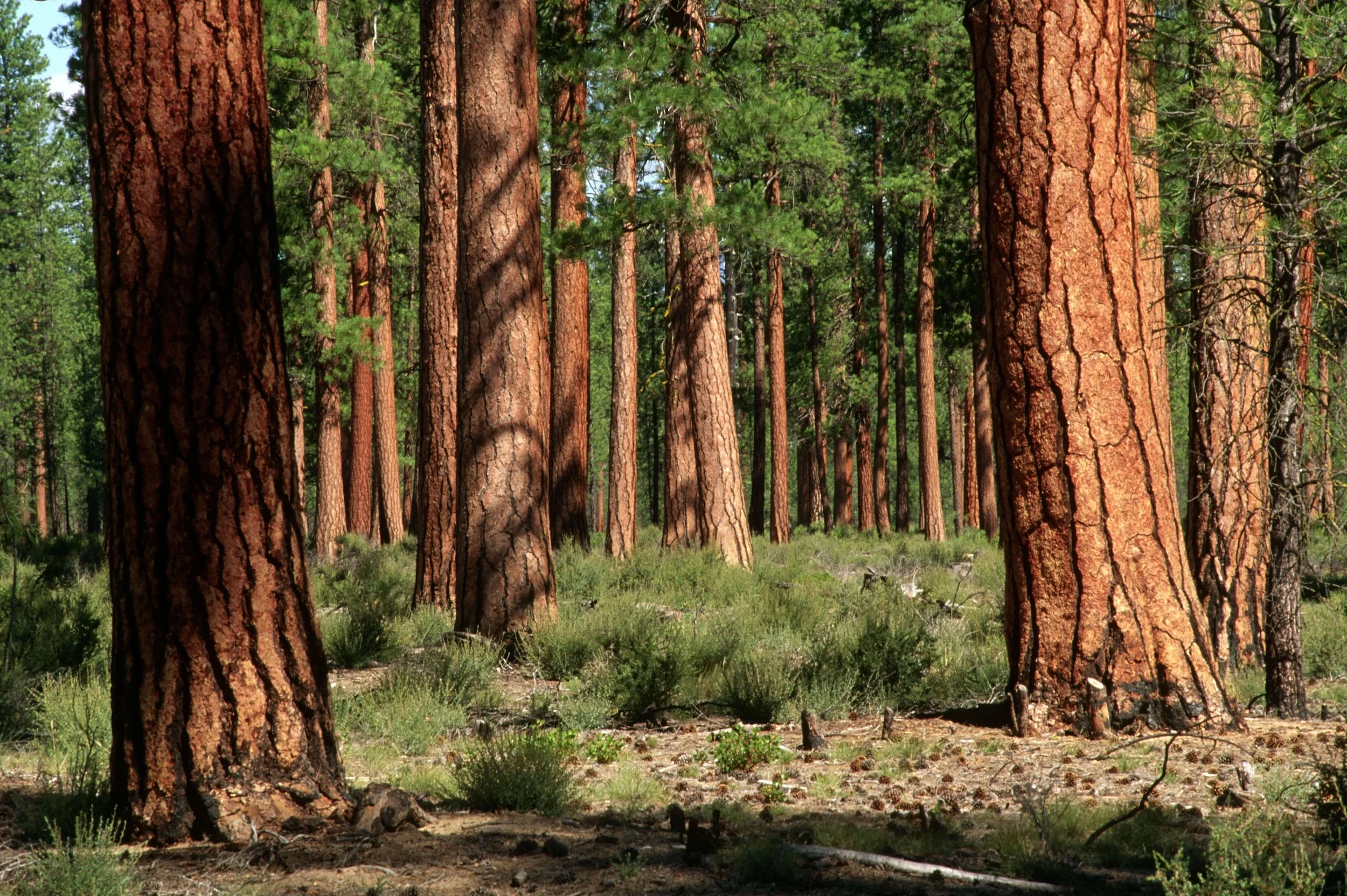 A forest with tall pine trees and green underbrush