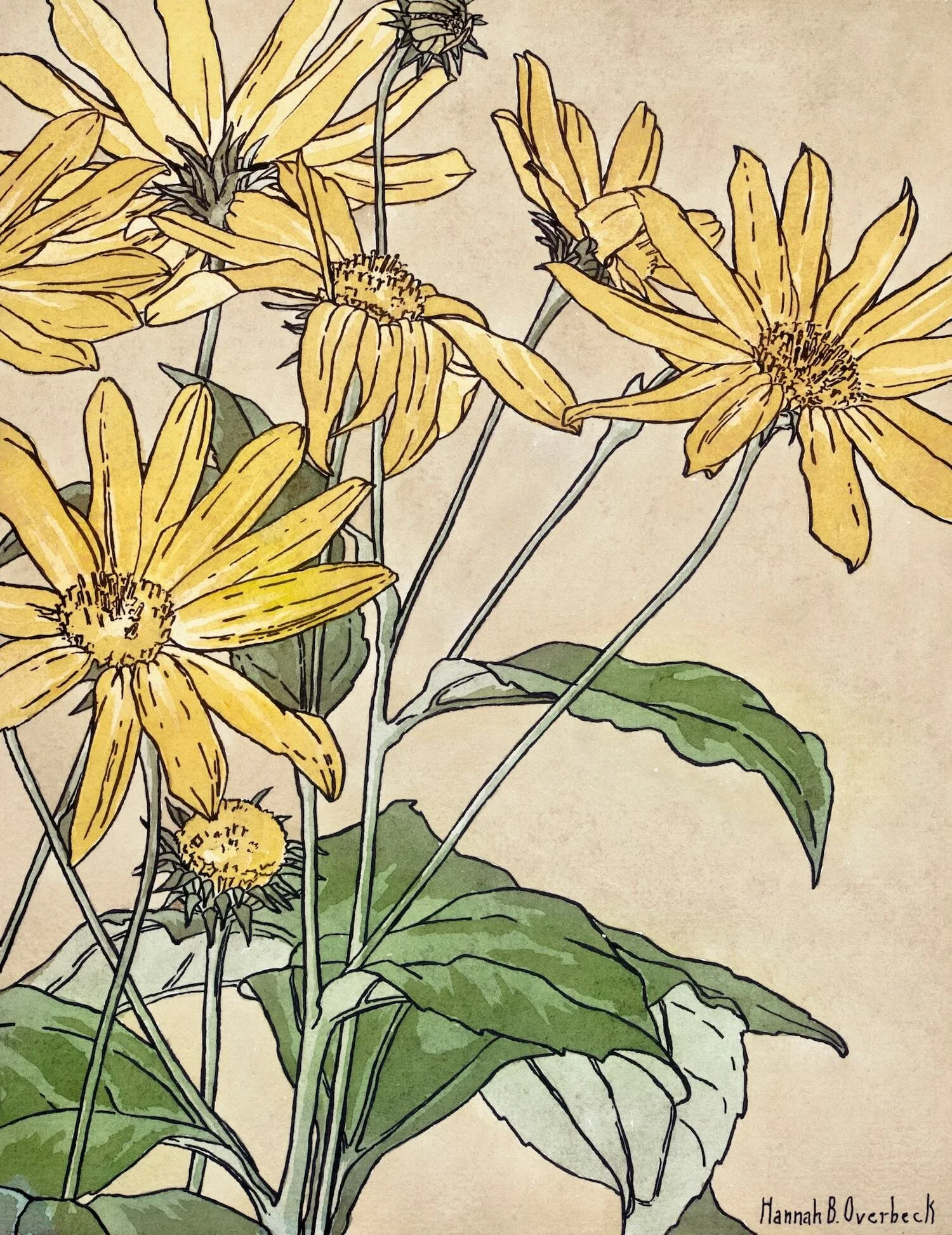 A botanical illustration of yellow flowers with green leaves on a beige background.