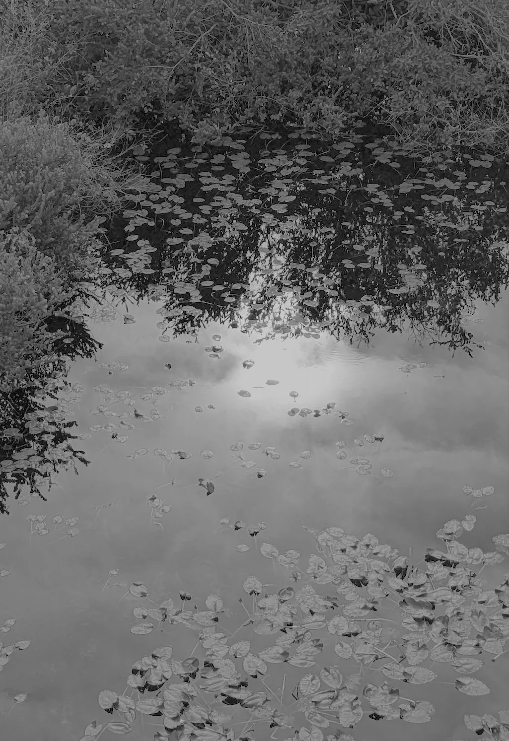 everglades-light-water-detail