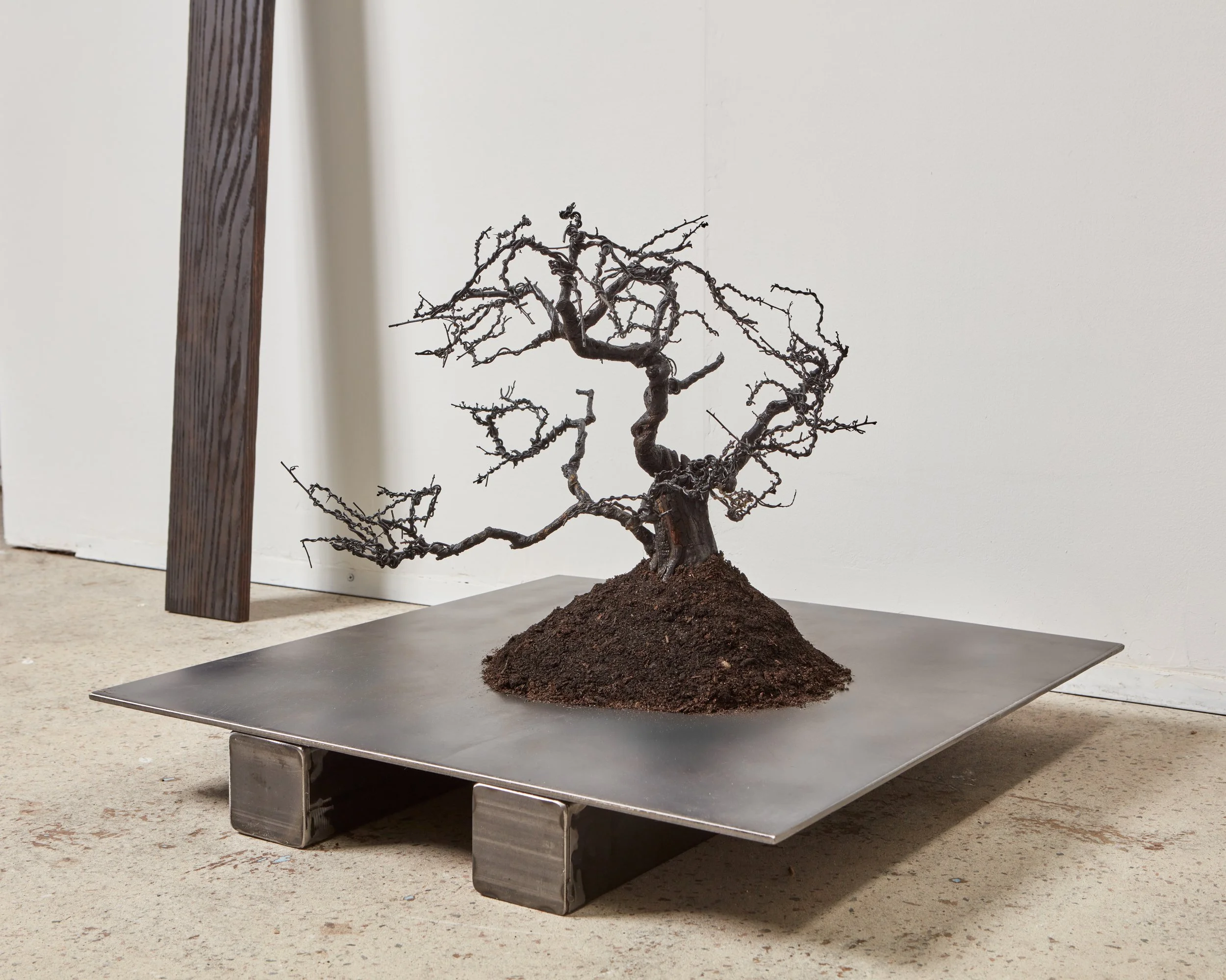  Wells Watson 
 Take Me Far, Far, 2025 
 Carbonized bonsai tree, topsoil 