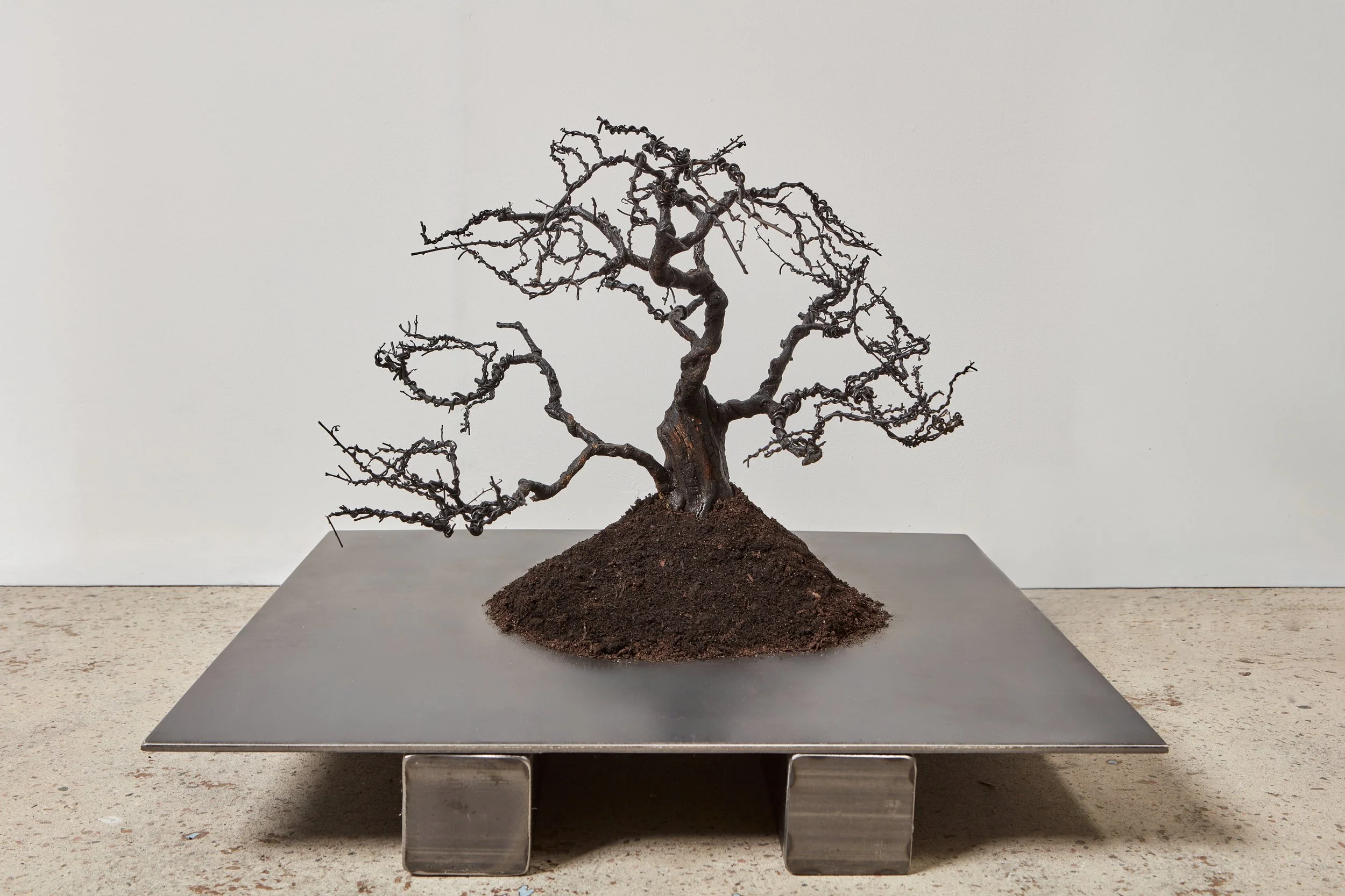  Wells Watson 
 Take Me Far, Far, 2025 
 Carbonized bonsai tree, topsoil 