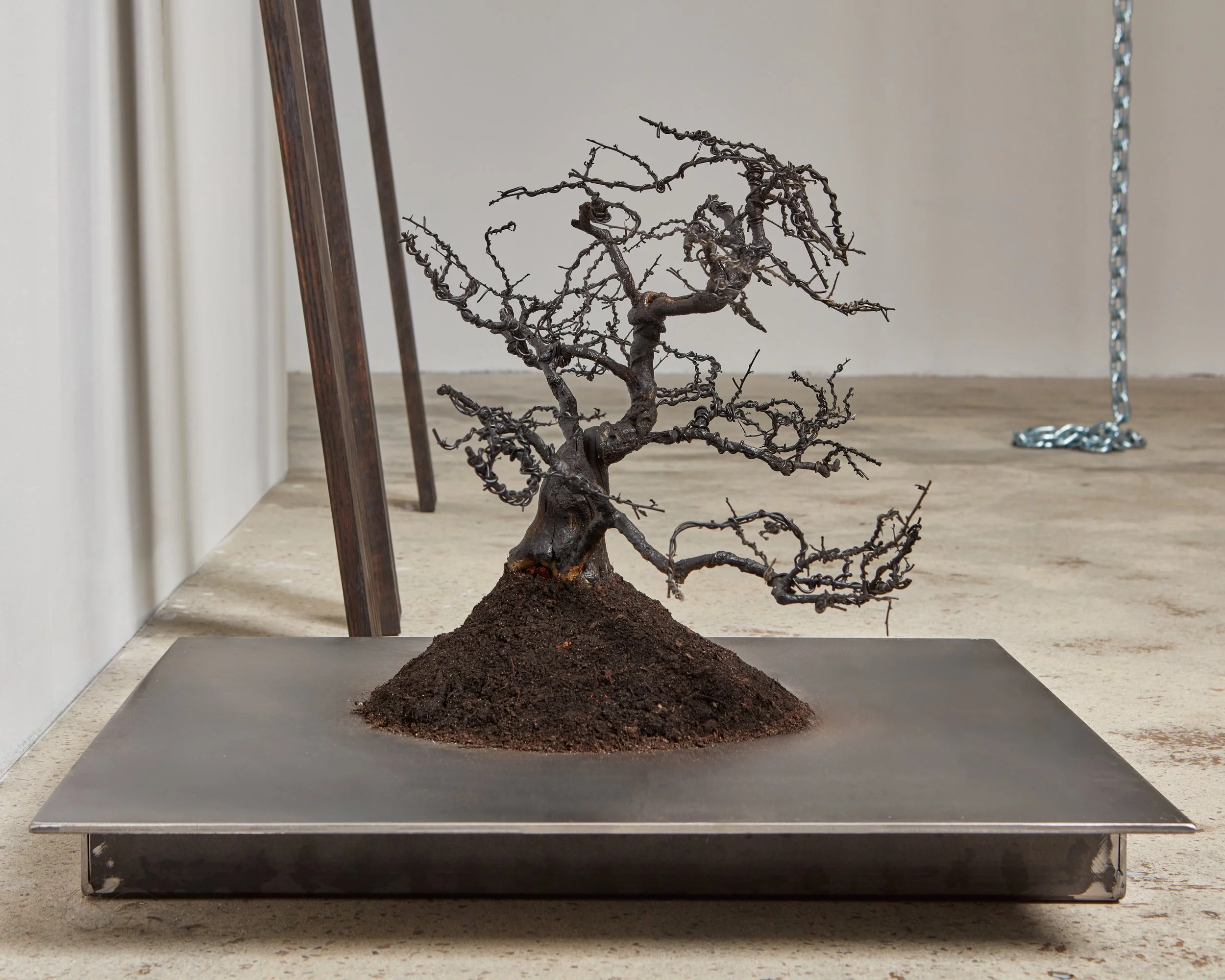 122025_WW_Never Really There_Petrified Tree_04_v3.jpg