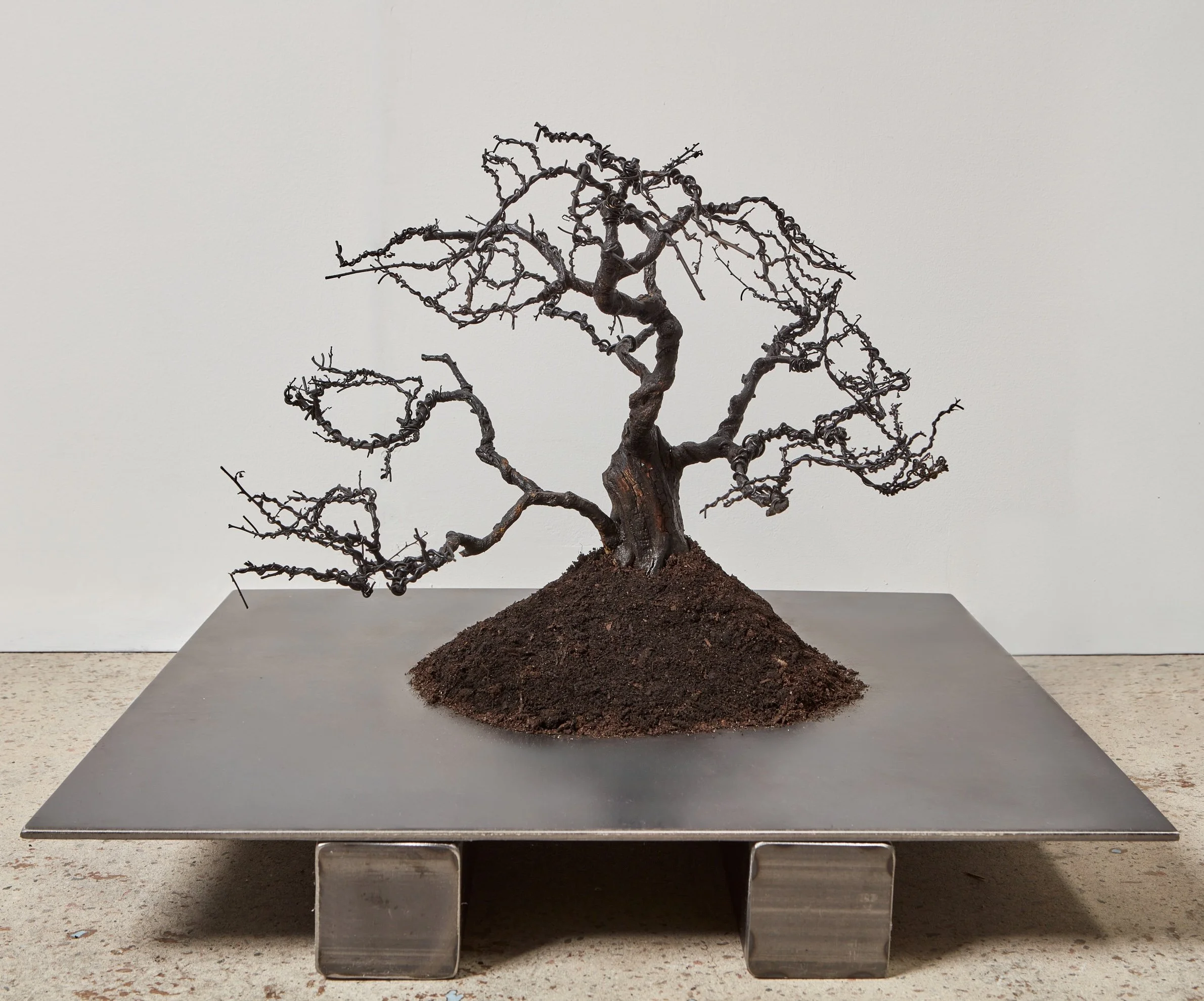  Wells Watson 
 Take Me Far, Far, 2025 
 Carbonized bonsai tree, topsoil 