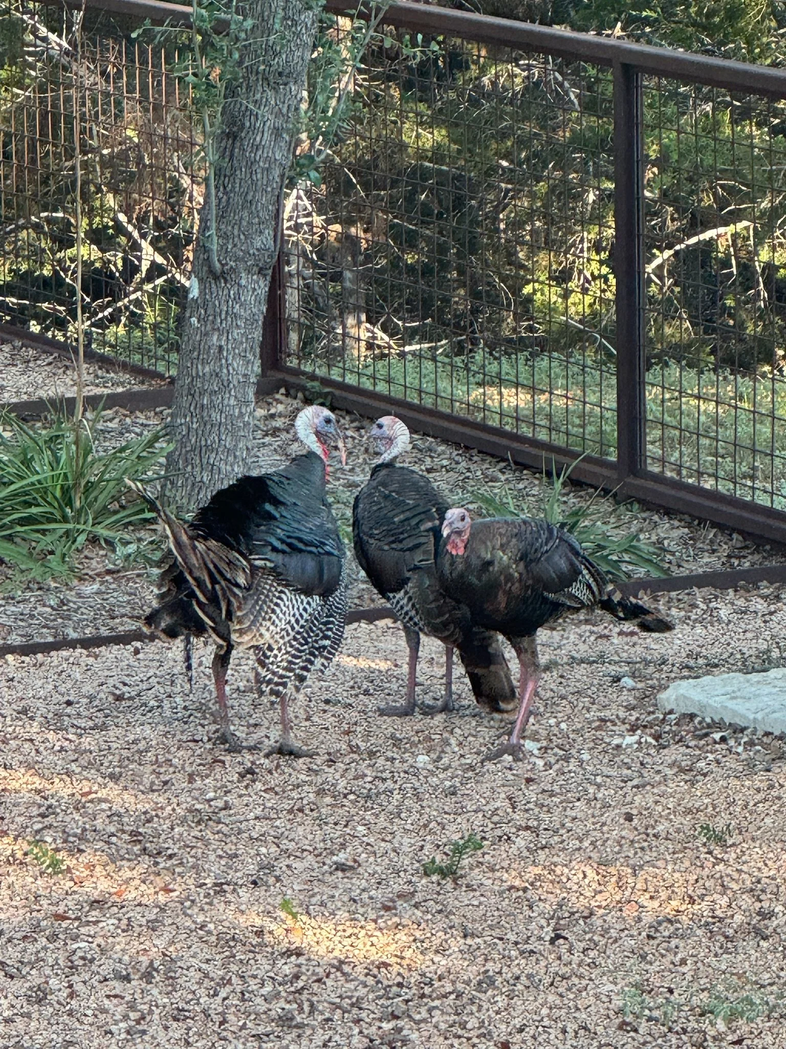 SR turkeys.jpeg