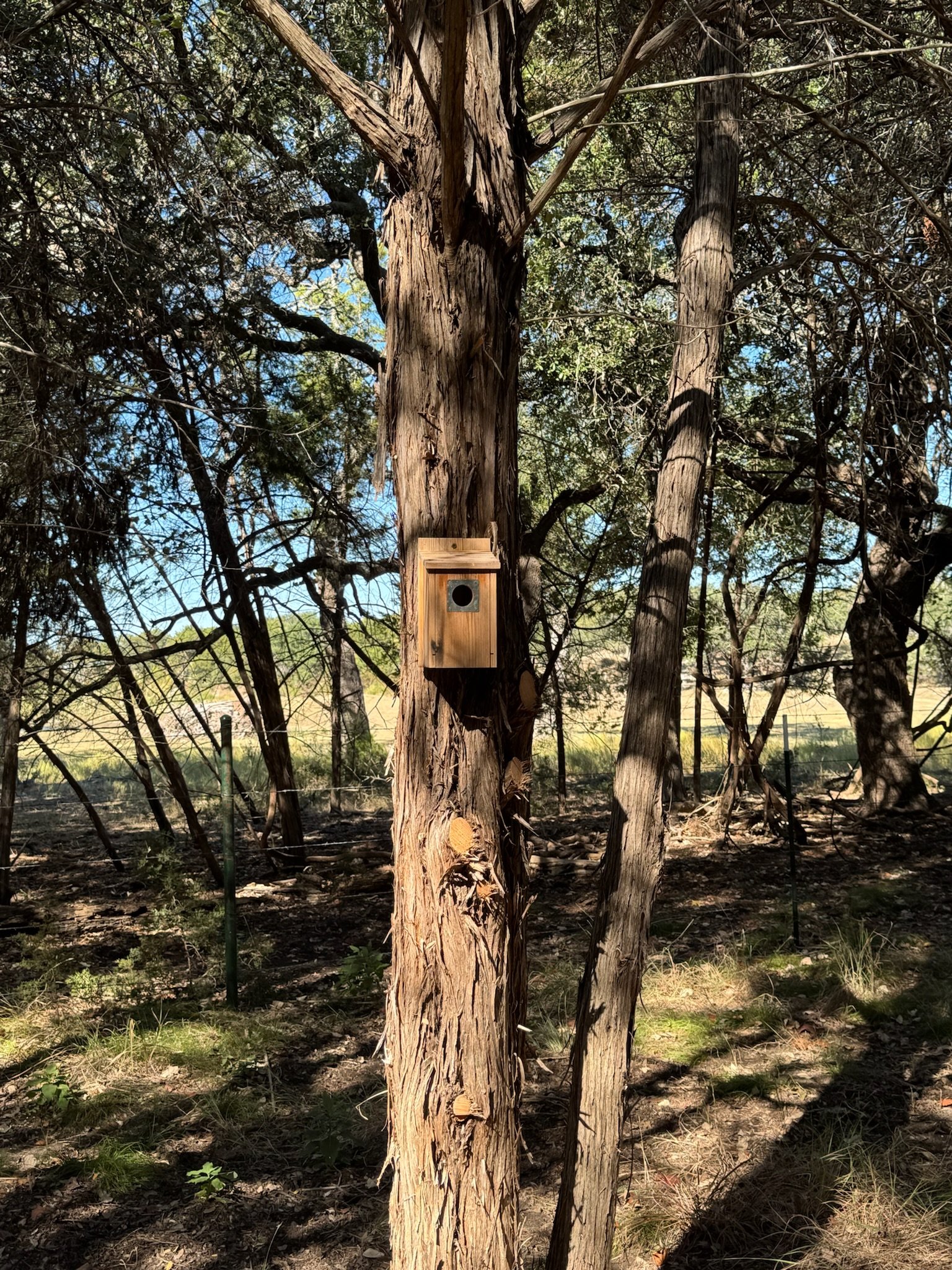 SR bird house.jpg