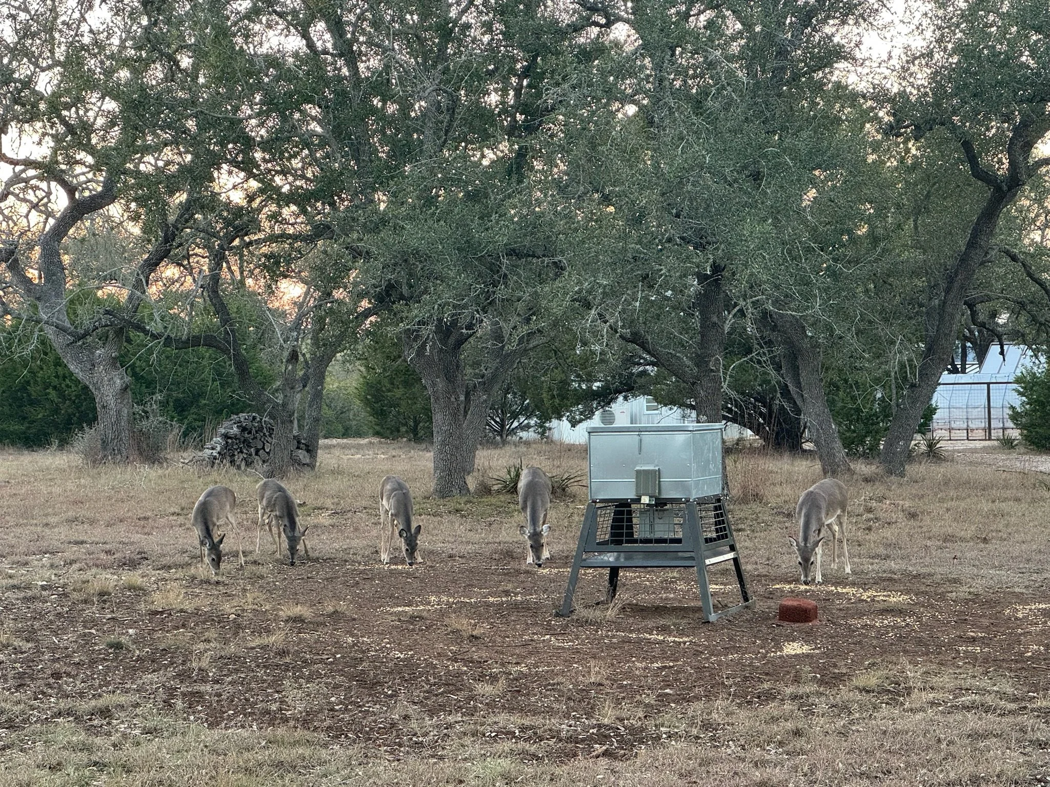 SR deer feeder.jpg