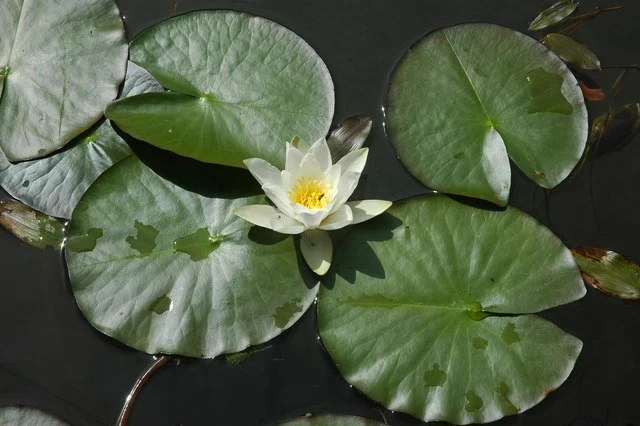 You’re Invited: Summer Brunch at the Pasadena Women’s Club! 