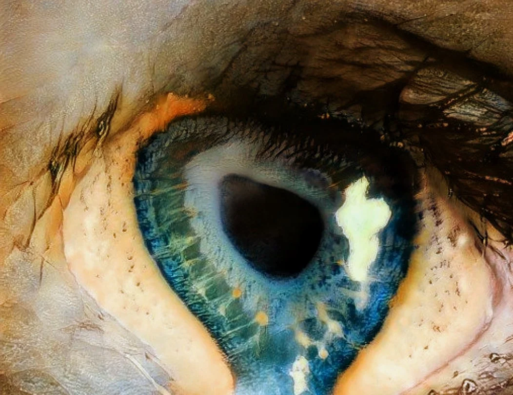 Captura de pantalla 2022-03-21 103733-01-01.jpeg