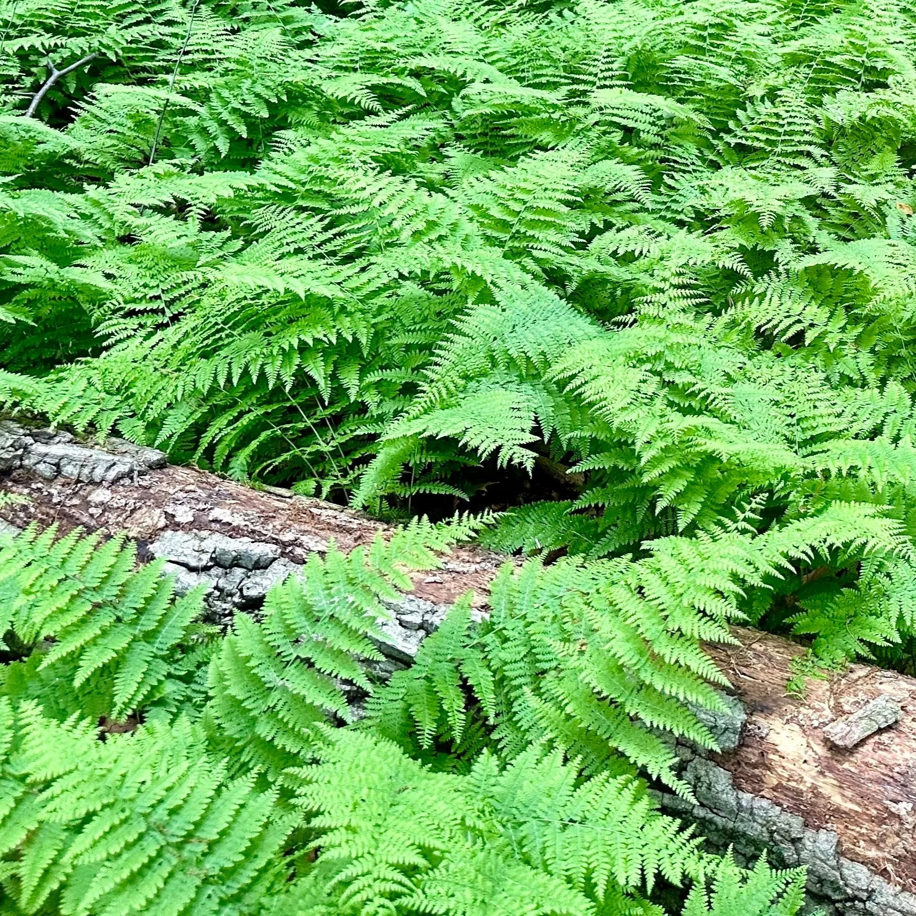 Green ferns covering a forest floor with a fallen tree trunk.