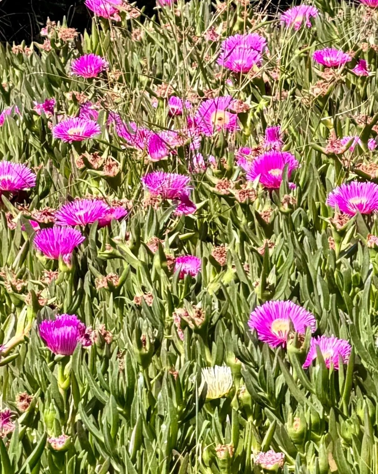 A field of pink and purple flowers with green stems and leaves.
