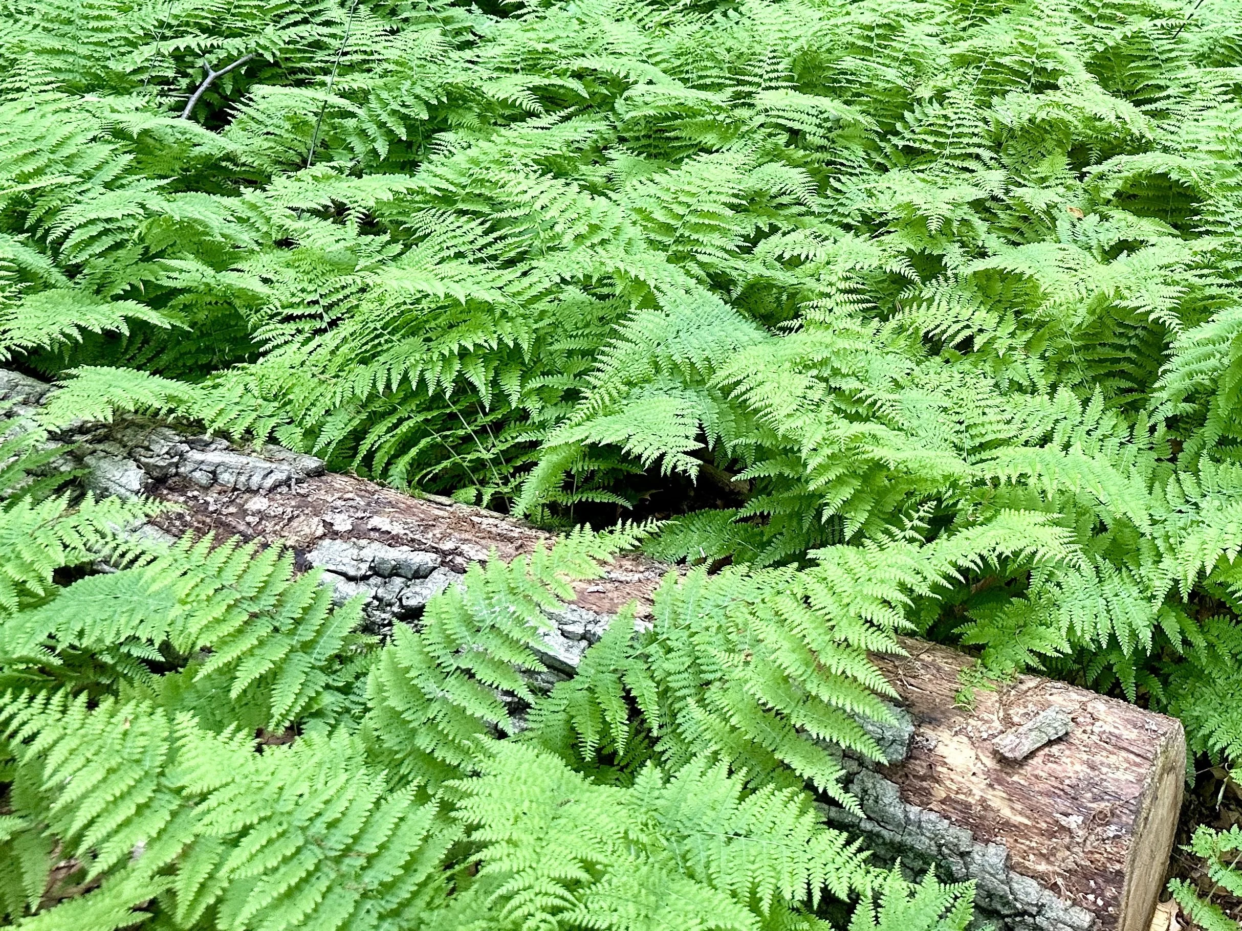 Green fern plants covering a fallen tree trunk in a forest.