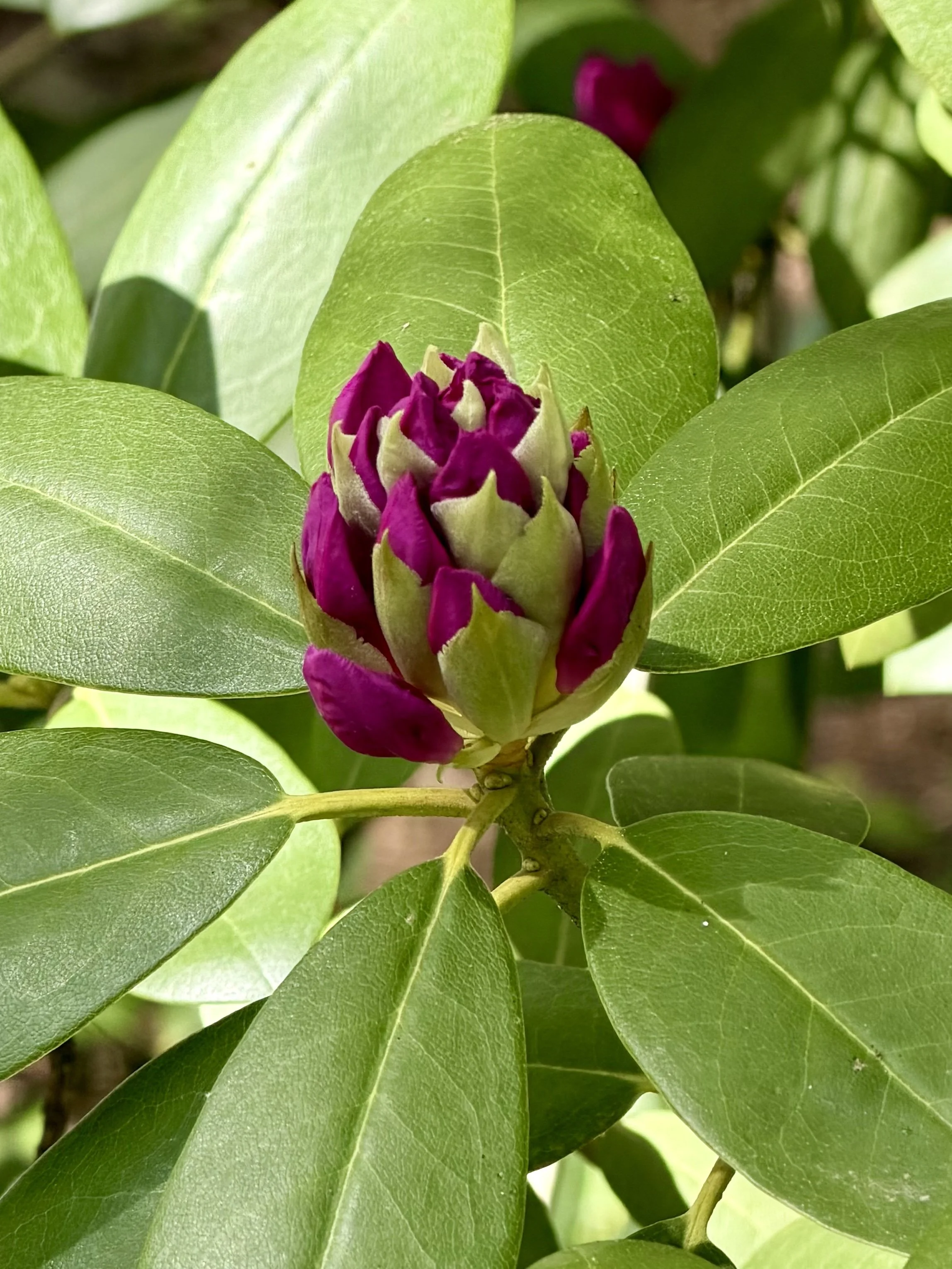 A close-up of a flower bud with purple petals and green leaves surrounding it.
