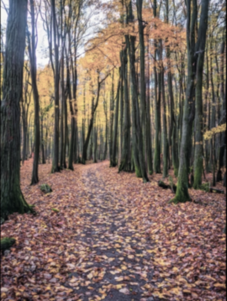 Pathway through a forest with trees displaying autumn foliage and a ground covered in fallen leaves.