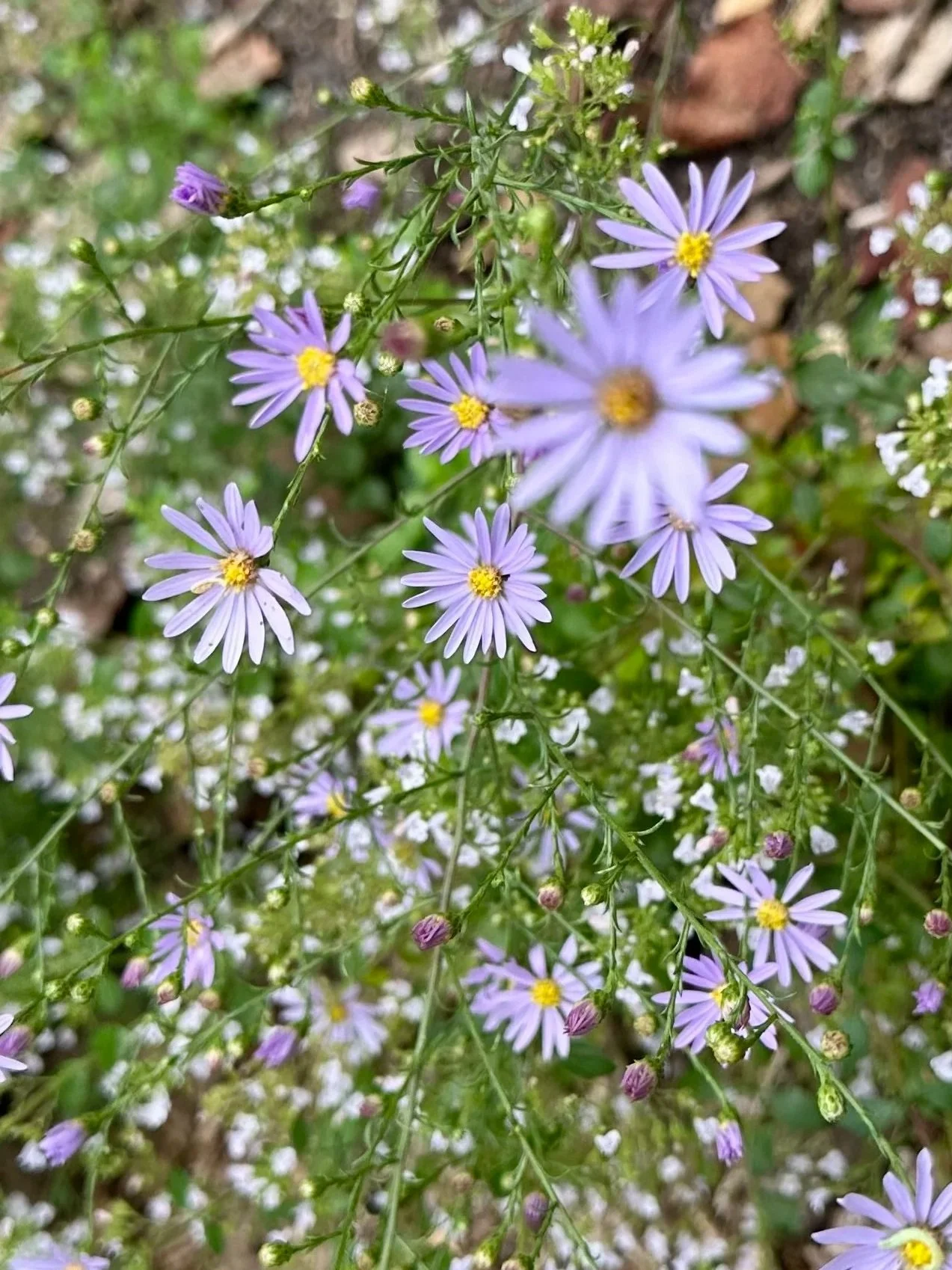 Purple wildflowers with yellow centers growing among green leaves and small white flowers in a natural setting.