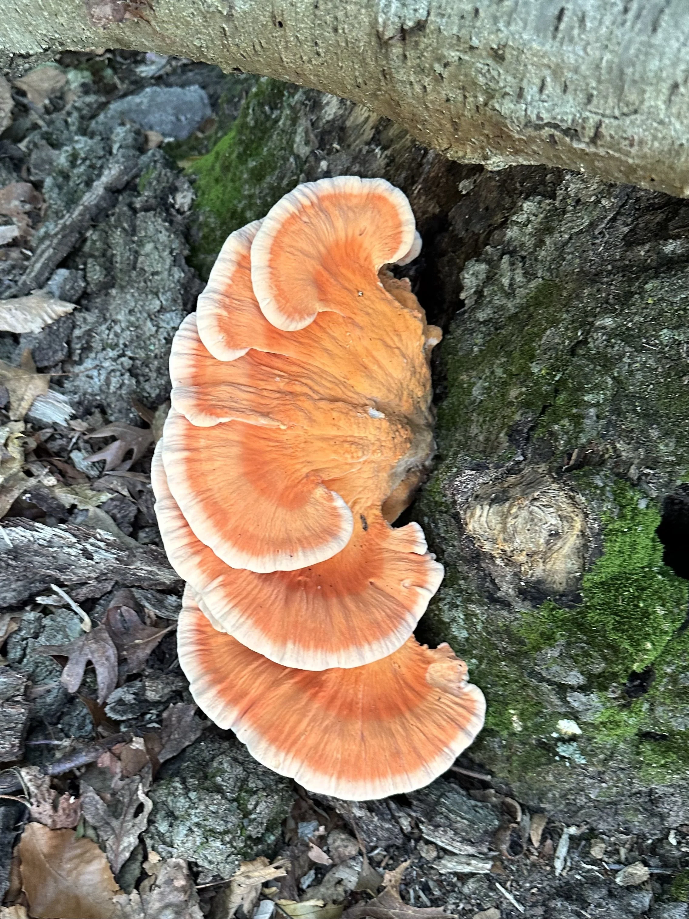 Orange brackets of a fungal mushroom growing on a mossy log in a forest, surrounded by dirt and fallen leaves.
