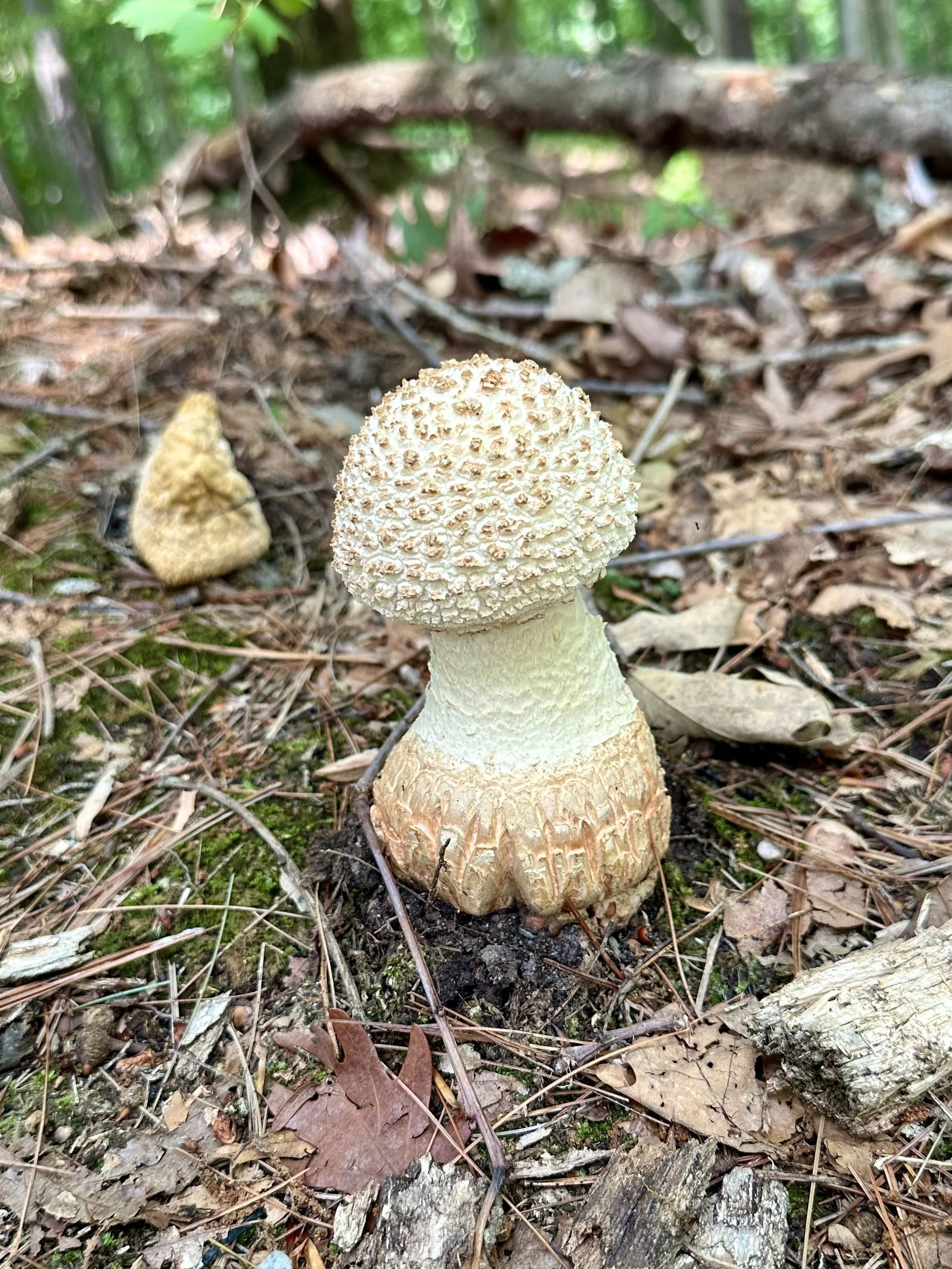 A mushroom growing in a forest with leaf litter and twigs on the ground.