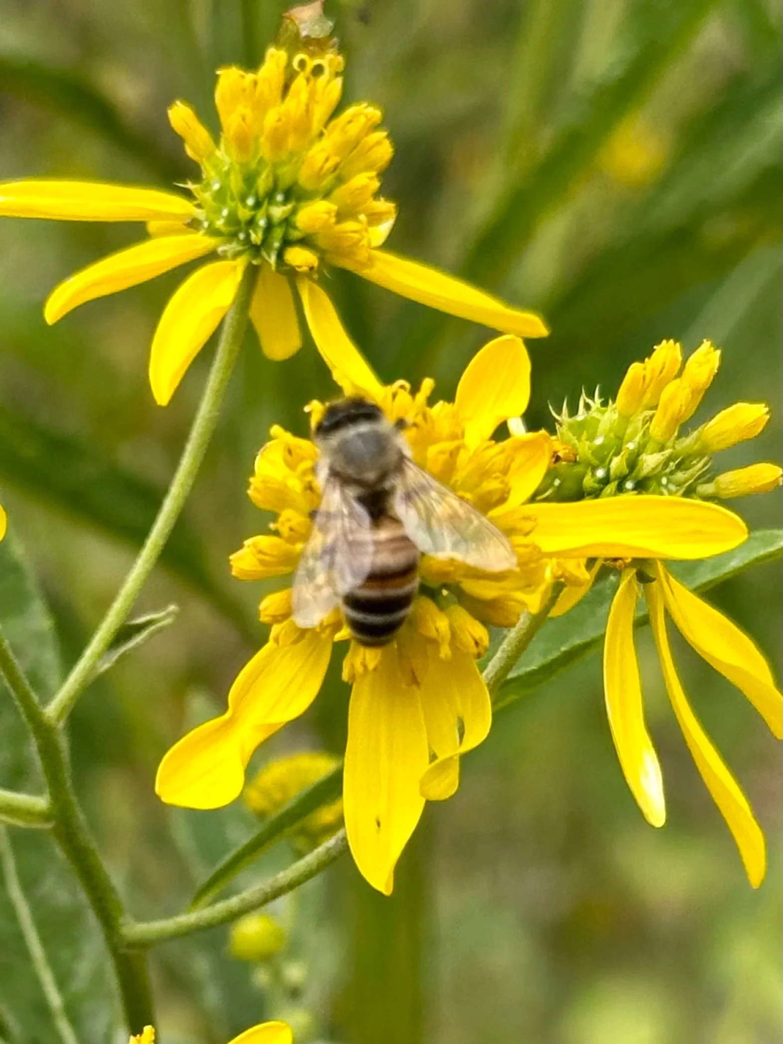 Close-up of yellow wildflowers with a bee collecting nectar.