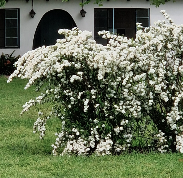 arbusto con muchas flores blancas en el jardín delantero de una casa.