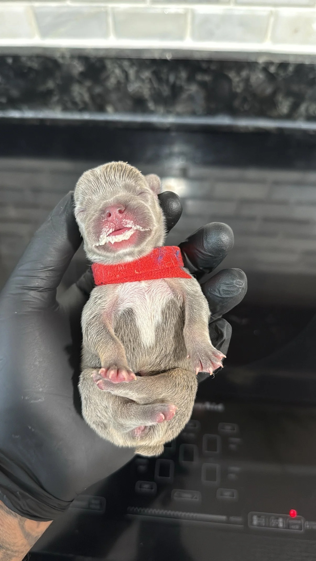 A tiny, newborn puppy with closed eyes and a pink nose, being held gently in a person's hand. The puppy is wearing a small red collar and has a weak smile or grimace, with some white foam or saliva around its mouth.