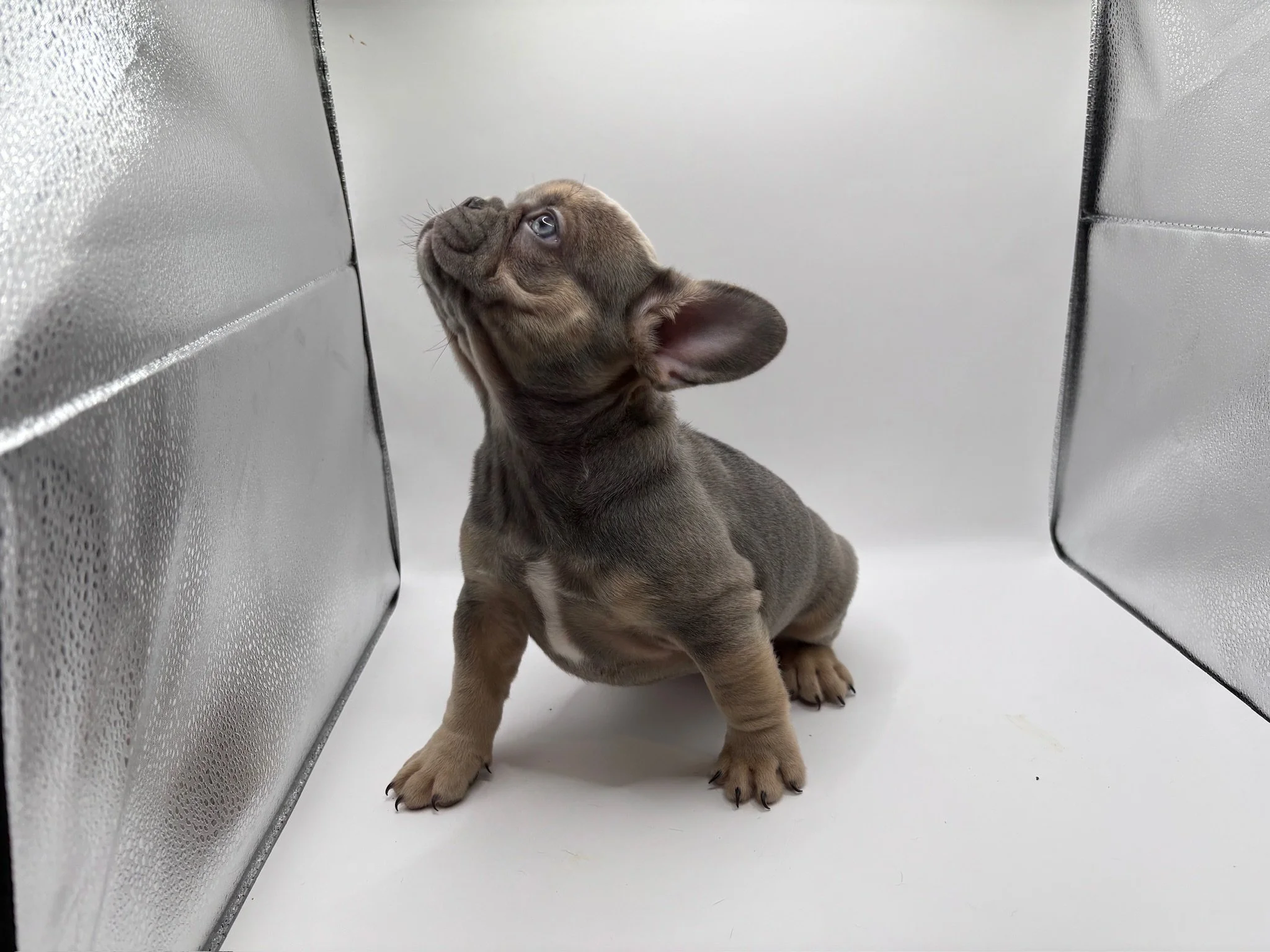 A cute puppy with a wrinkled face and big ears sitting on a white surface, looking up to the left, with metallic walls surrounding it.