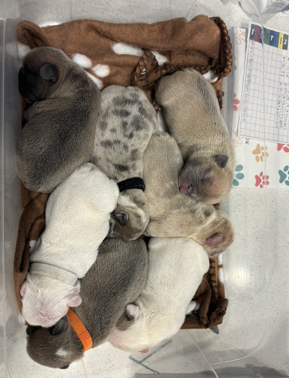 Screenshot 2025-12-29 at 12.01.13 AM.png