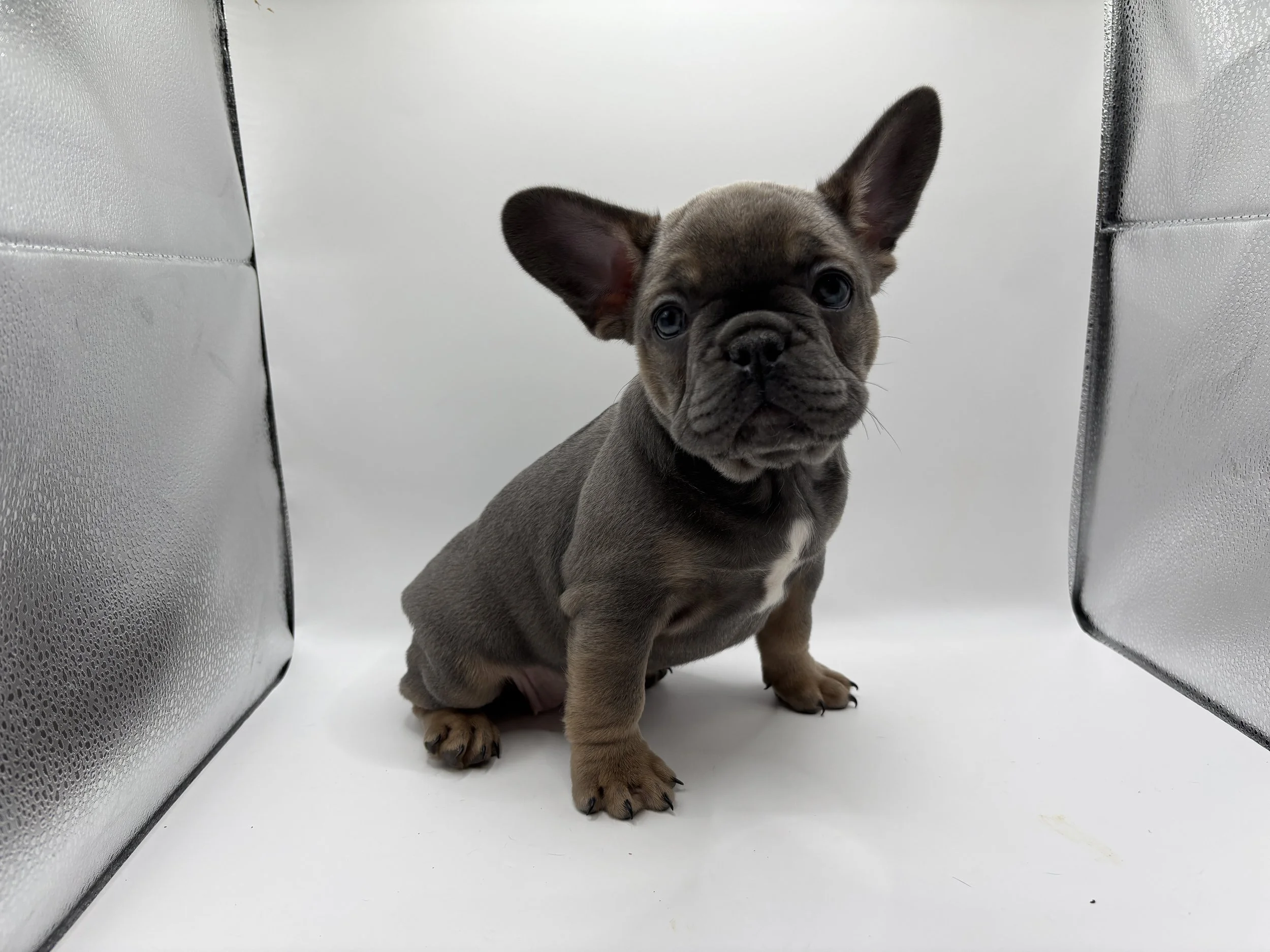 A cute French Bulldog puppy sitting inside a metallic box with a plain white background.