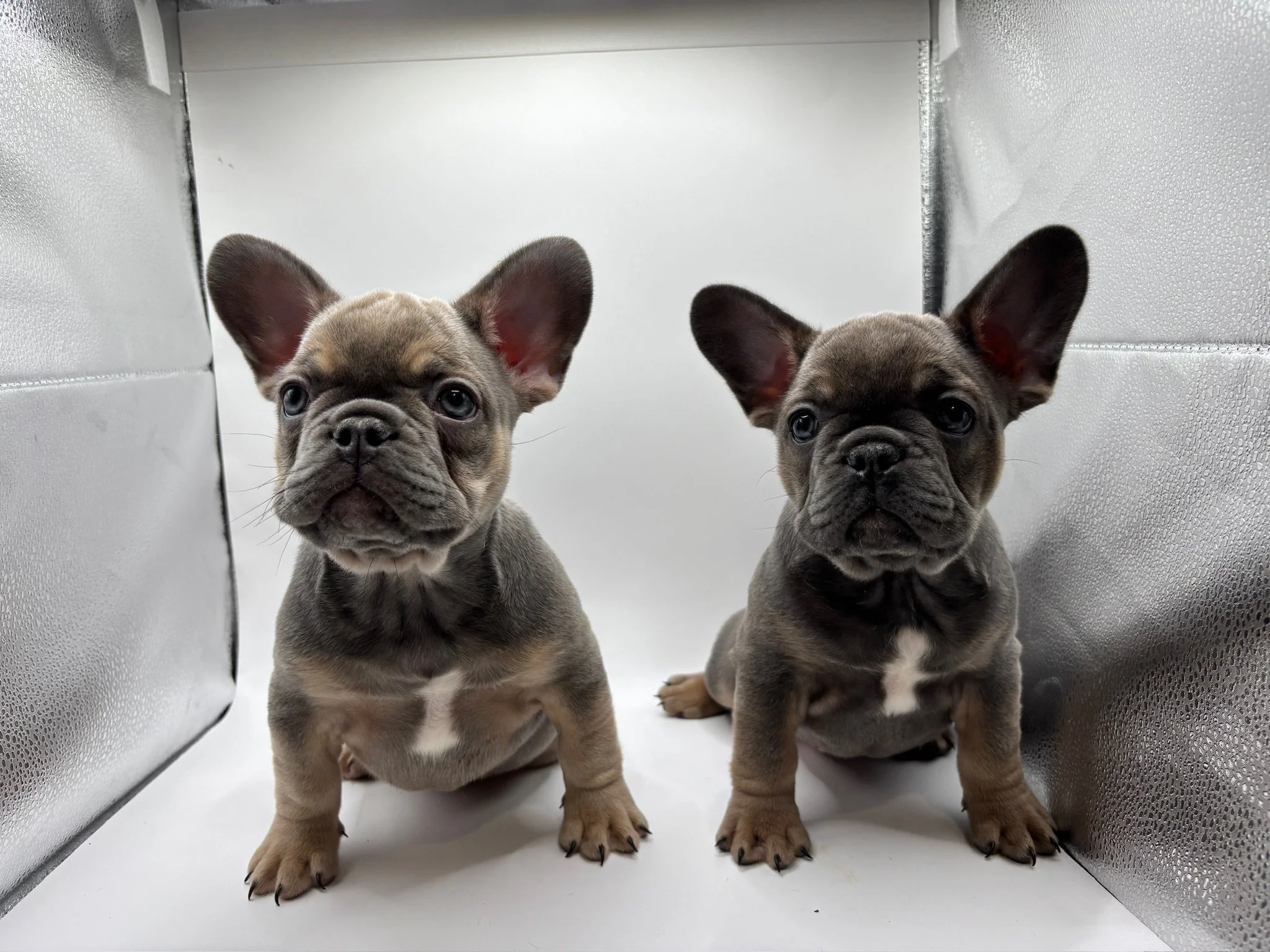 Two French Bulldog puppies sitting inside a silver, reflective enclosure with a white background.