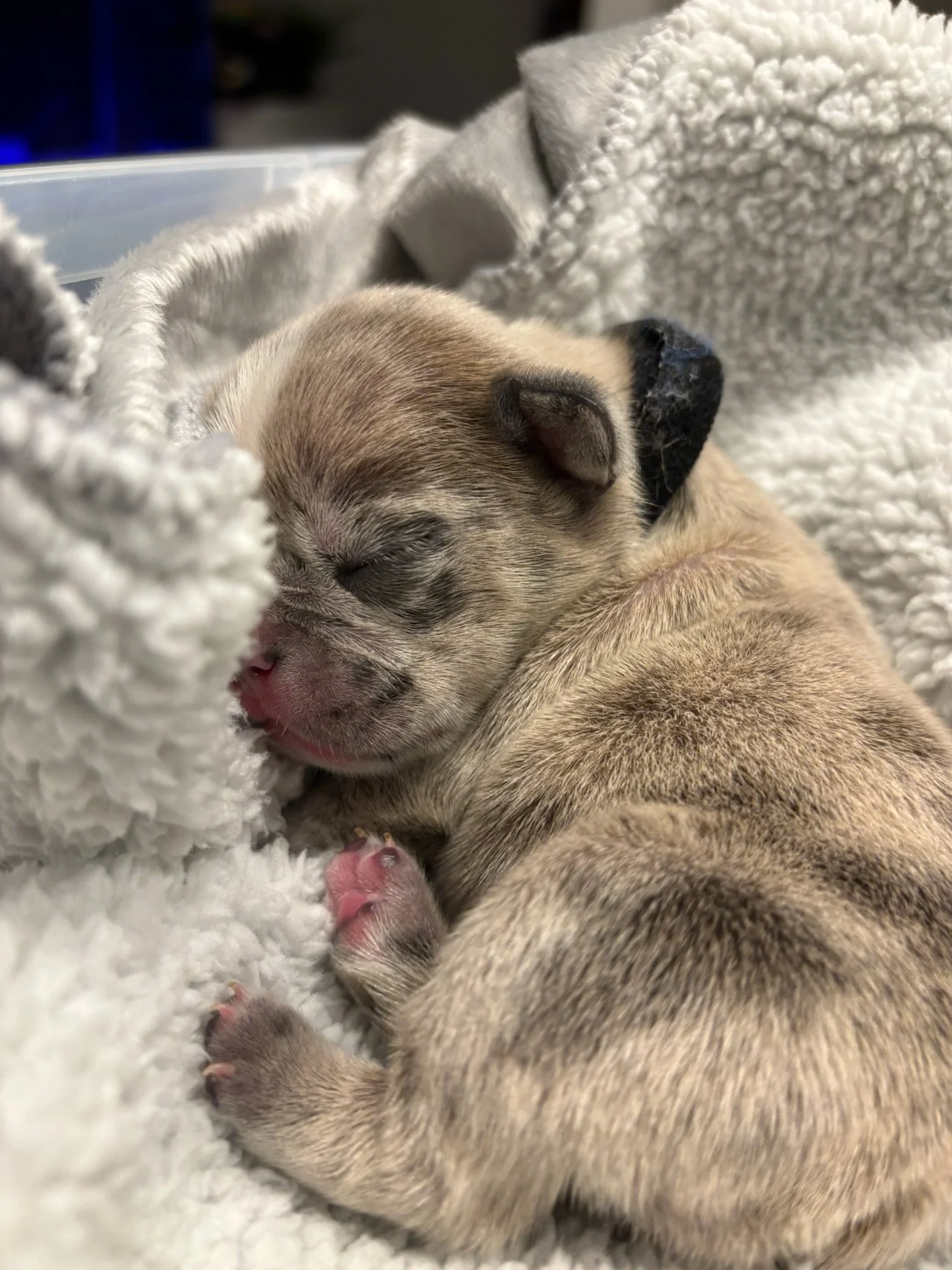 A sleeping newborn puppy nestled in a soft white blanket.