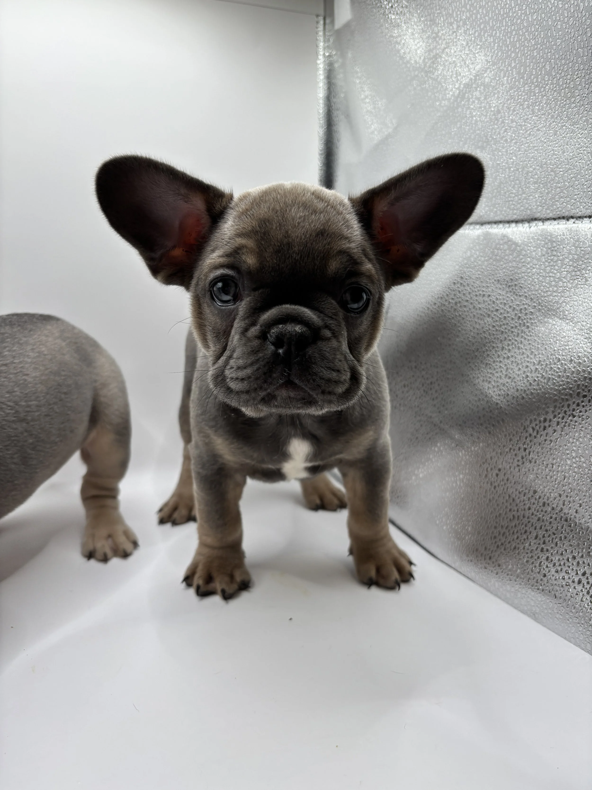 A cute French Bulldog puppy with gray fur and black markings, standing on a white surface in front of a metallic background.