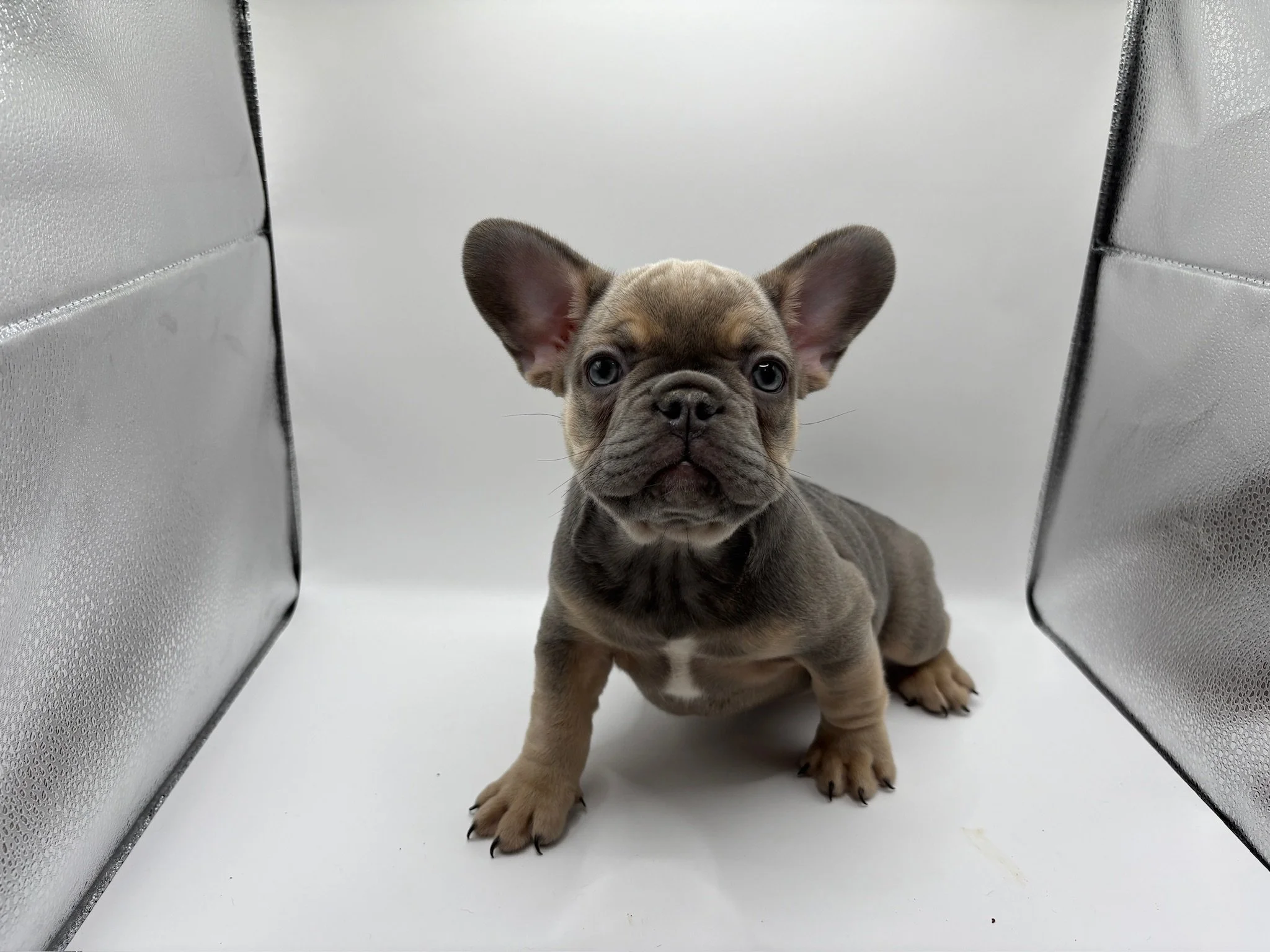 A cute French Bulldog puppy with a brown and gray coat, sitting on a white surface with white background and metallic walls on sides.