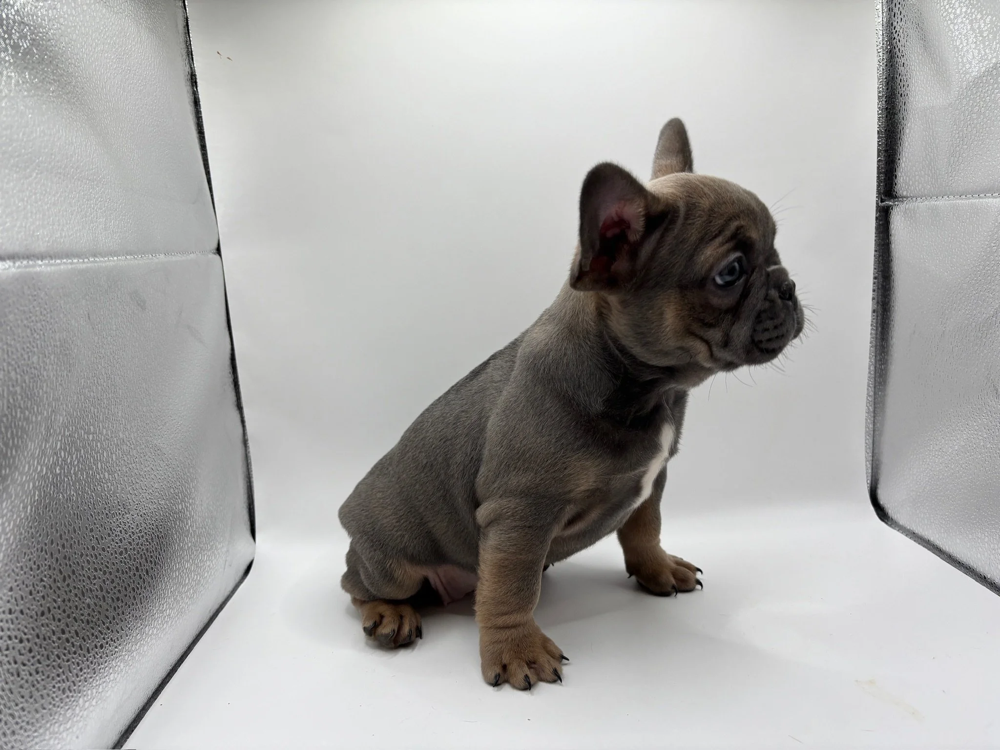 A French Bulldog puppy sitting inside a metallic enclosed space with a white background, looking to the right.